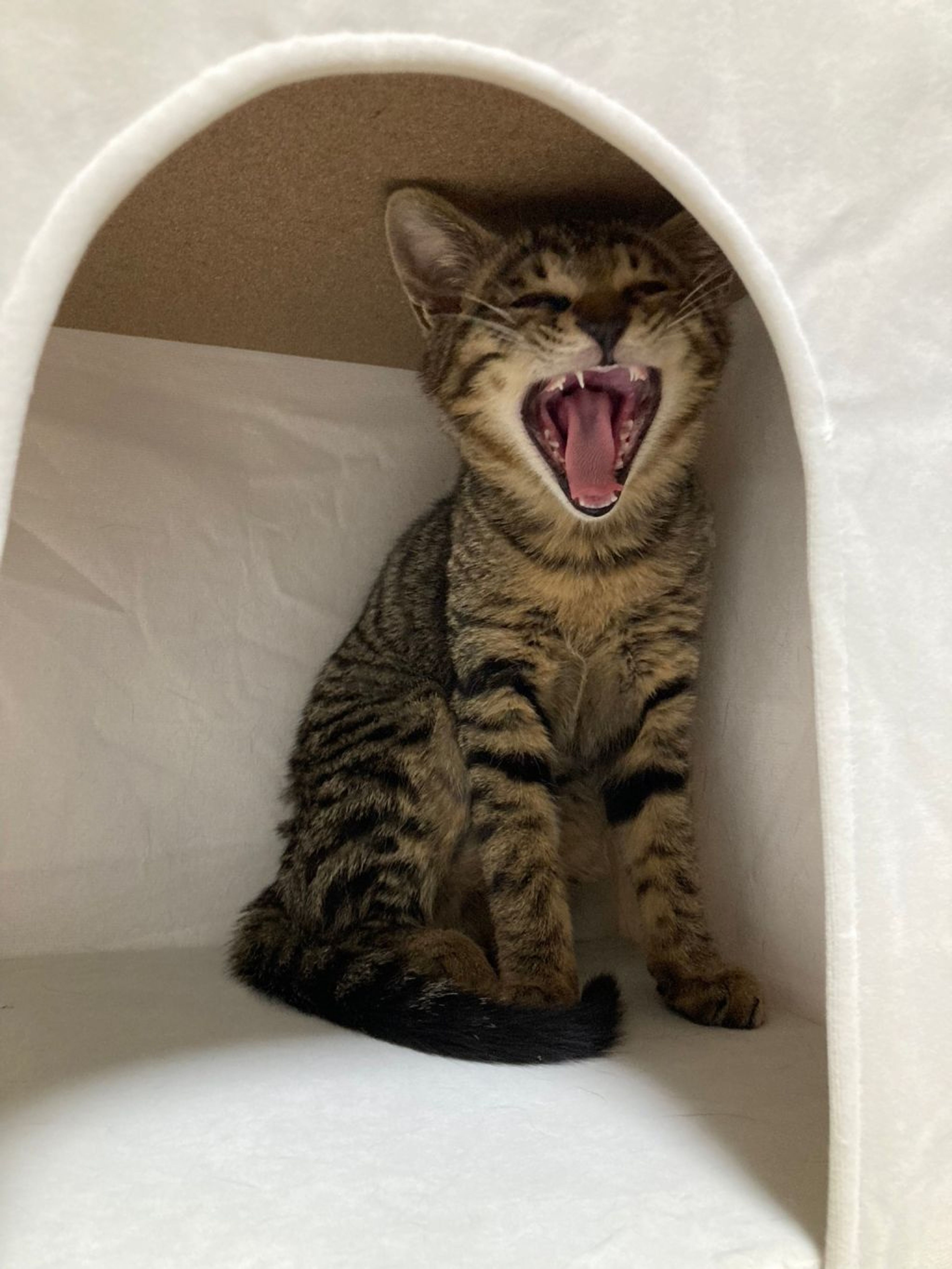 pet-image-9