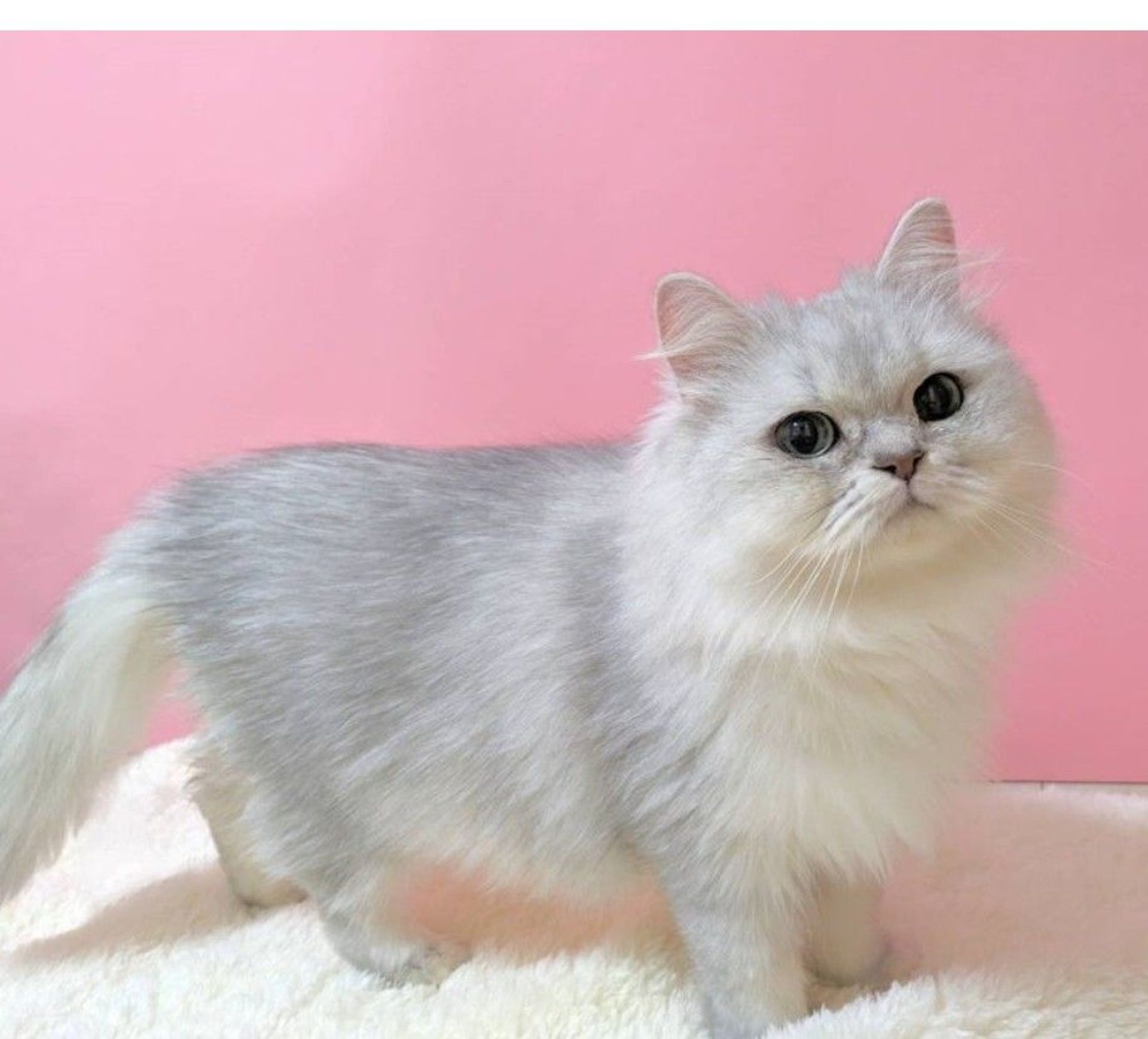 ペルシャ・メスの里親募集の写真