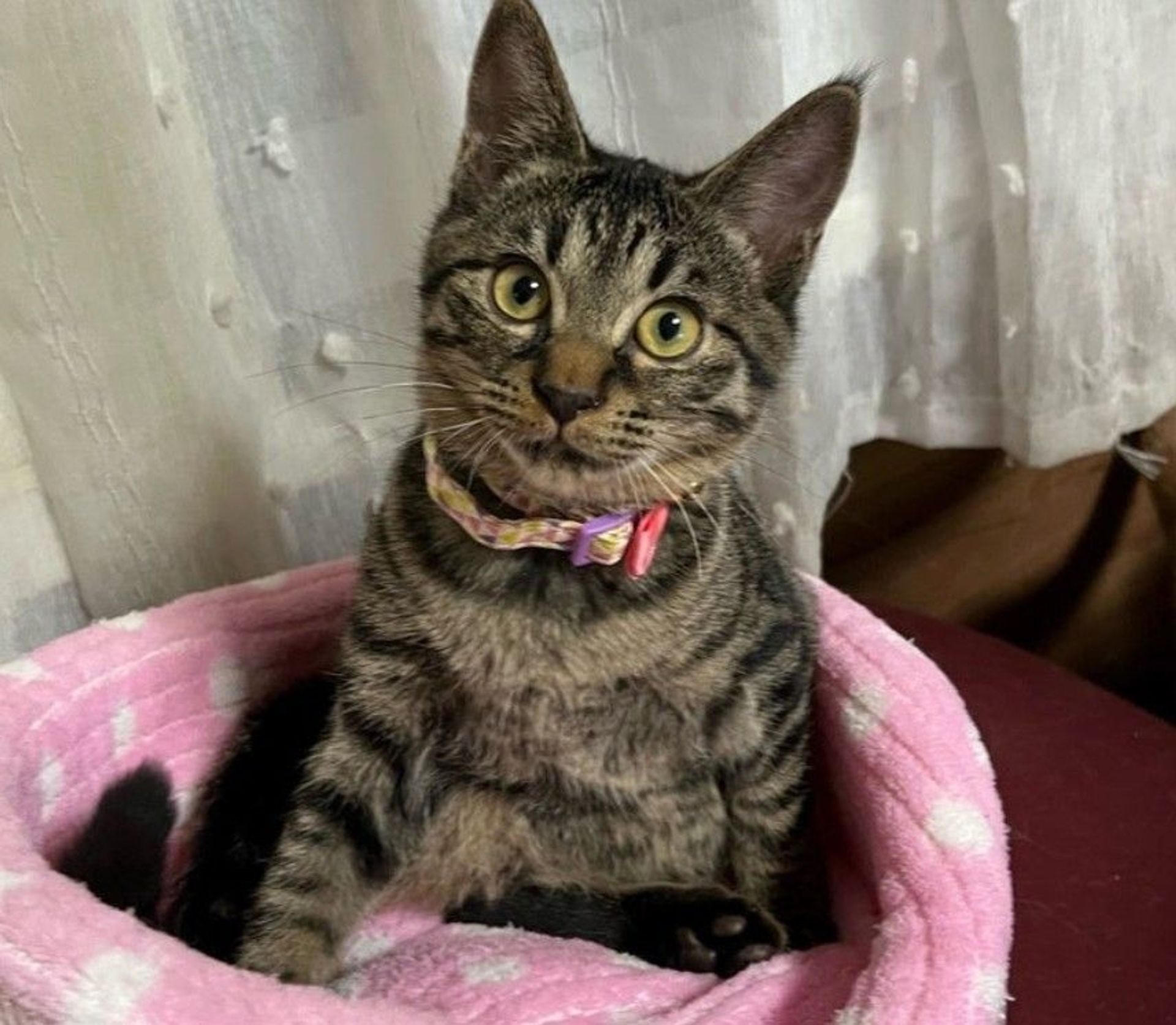 雑種（ミックス猫）・オスの里親募集の写真