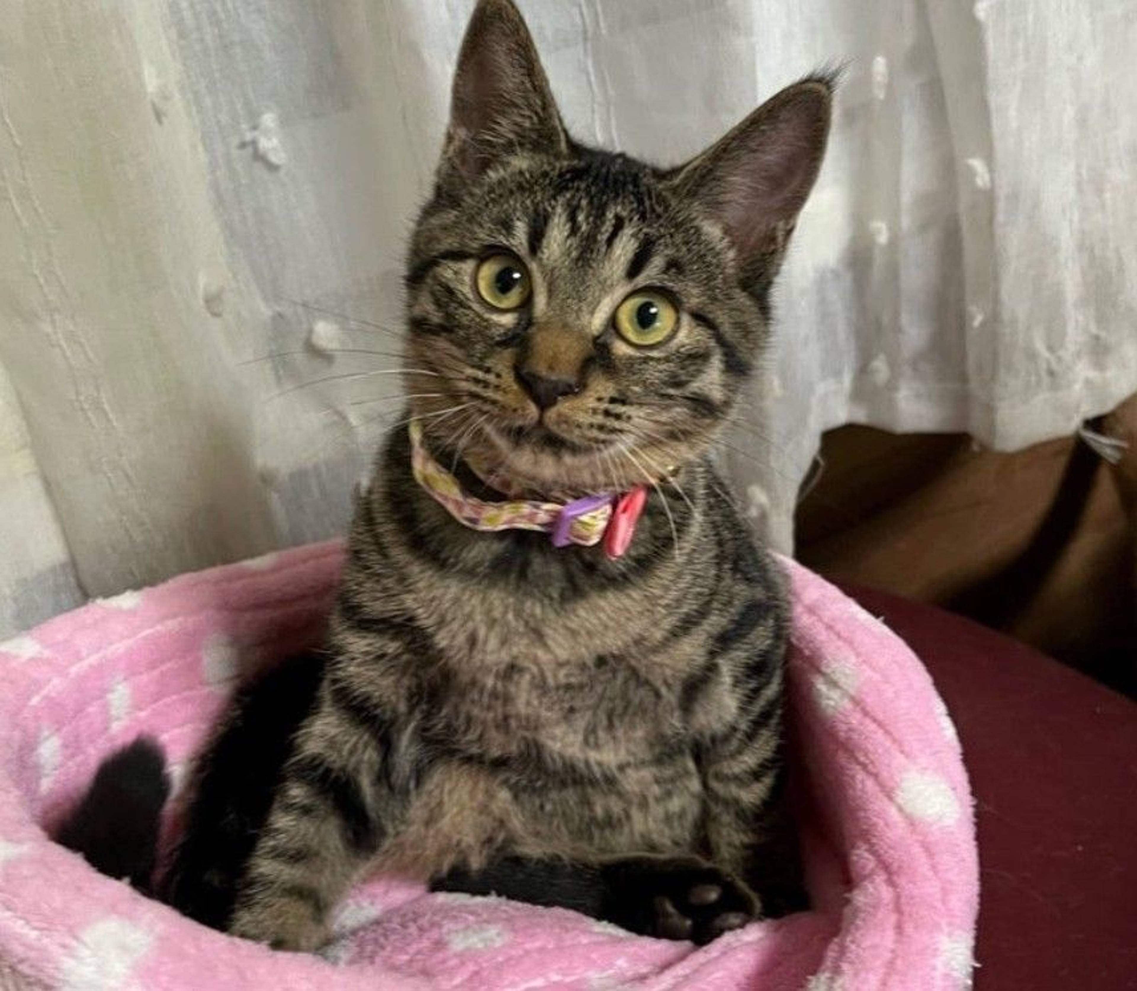 雑種（ミックス猫）・オスの里親募集の写真