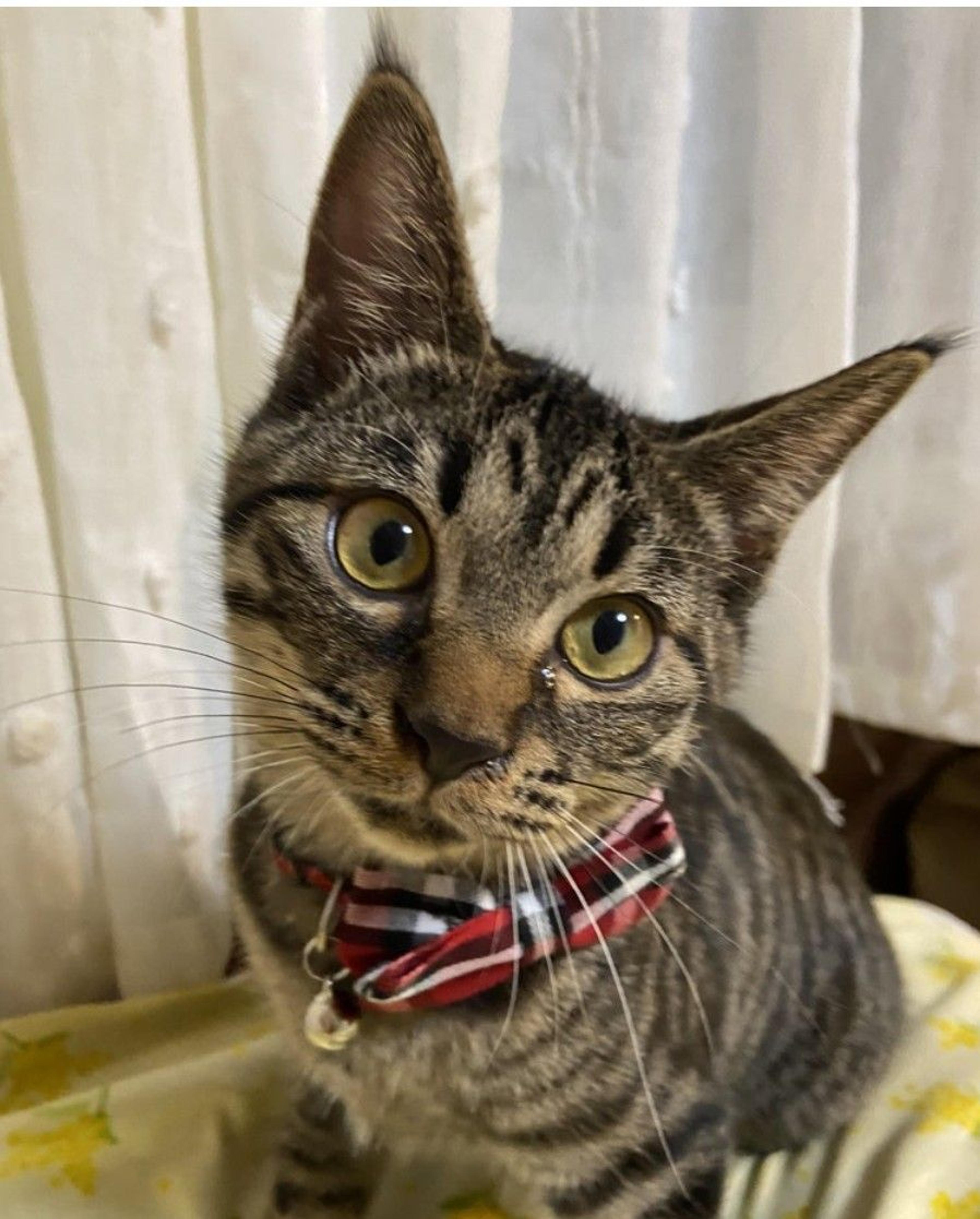 pet-image-2