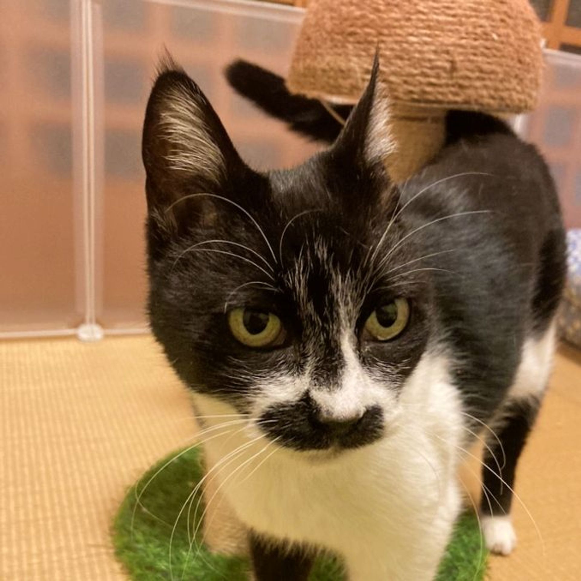 雑種（ミックス猫）・メスの里親募集の写真