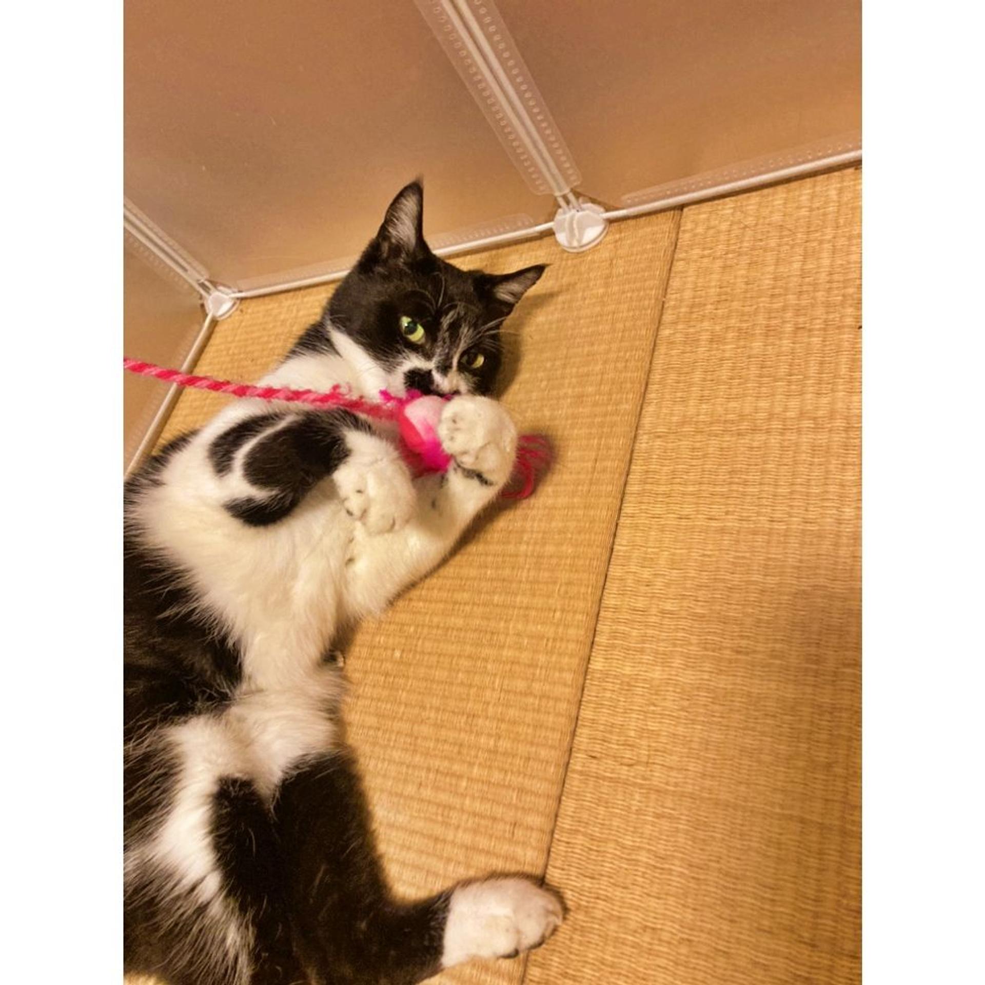 pet-image-2