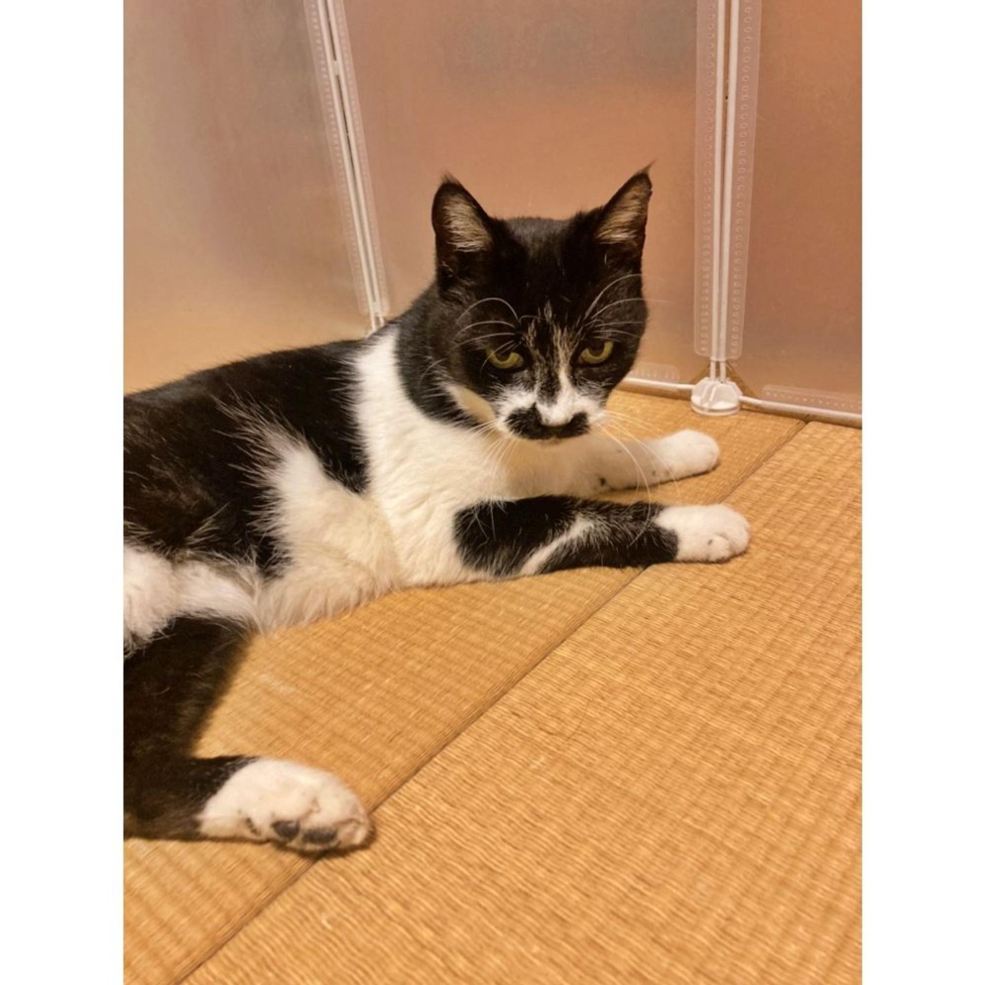 pet-image-3