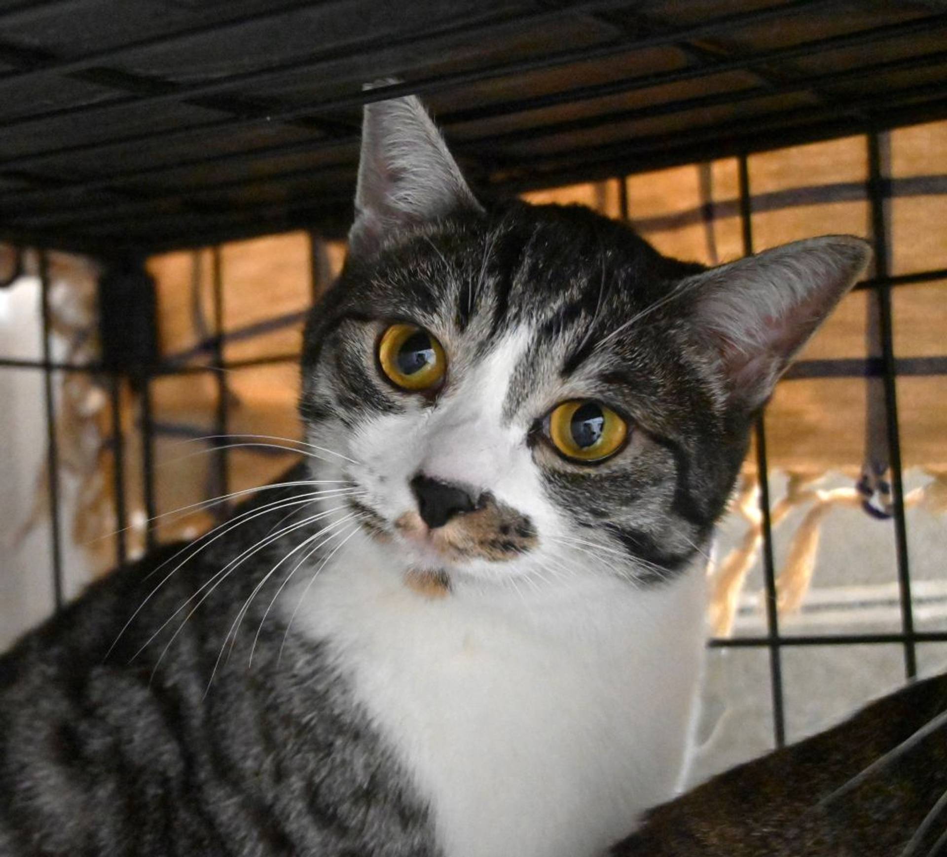 雑種（ミックス猫）・オスの里親募集の写真