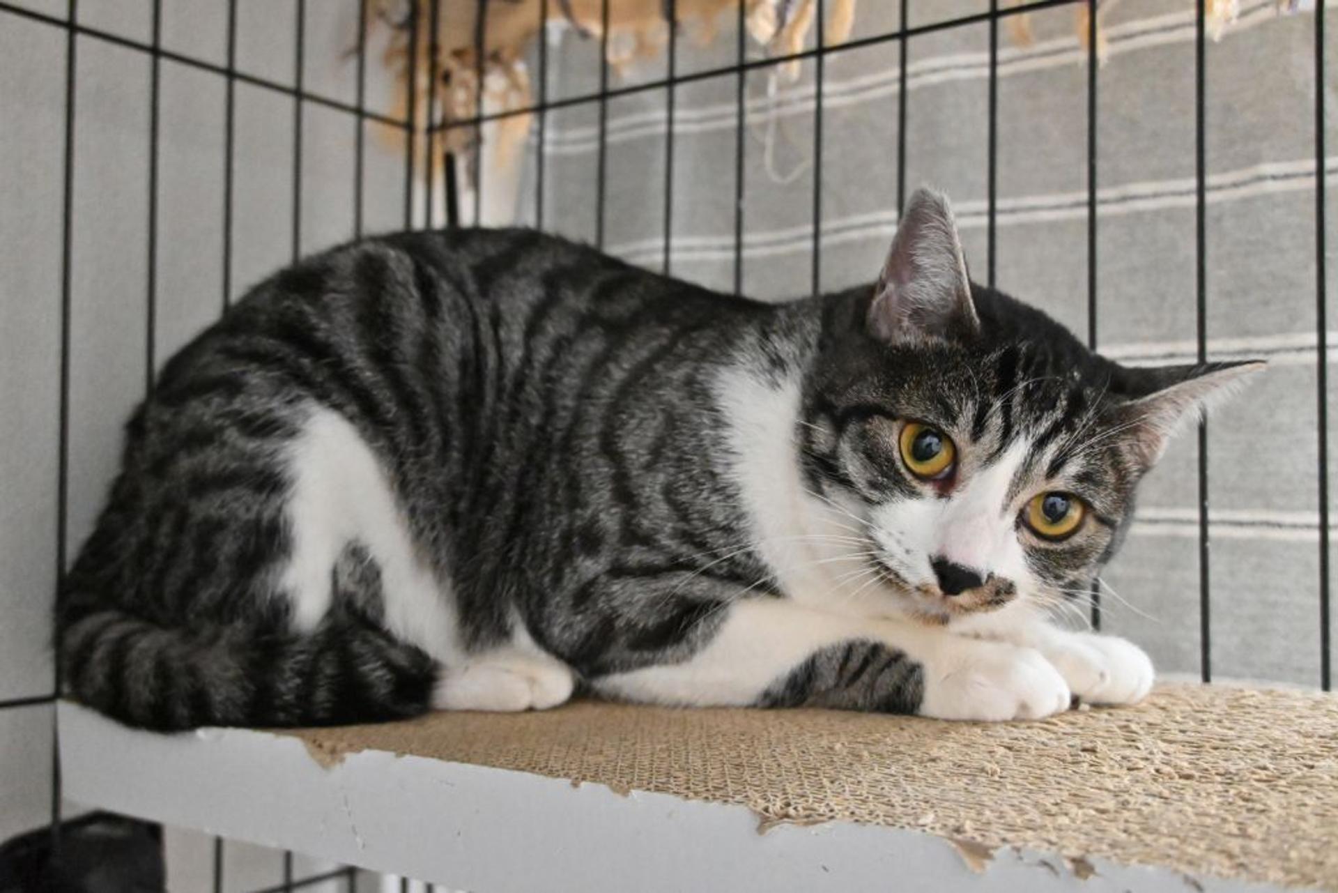 pet-image-2