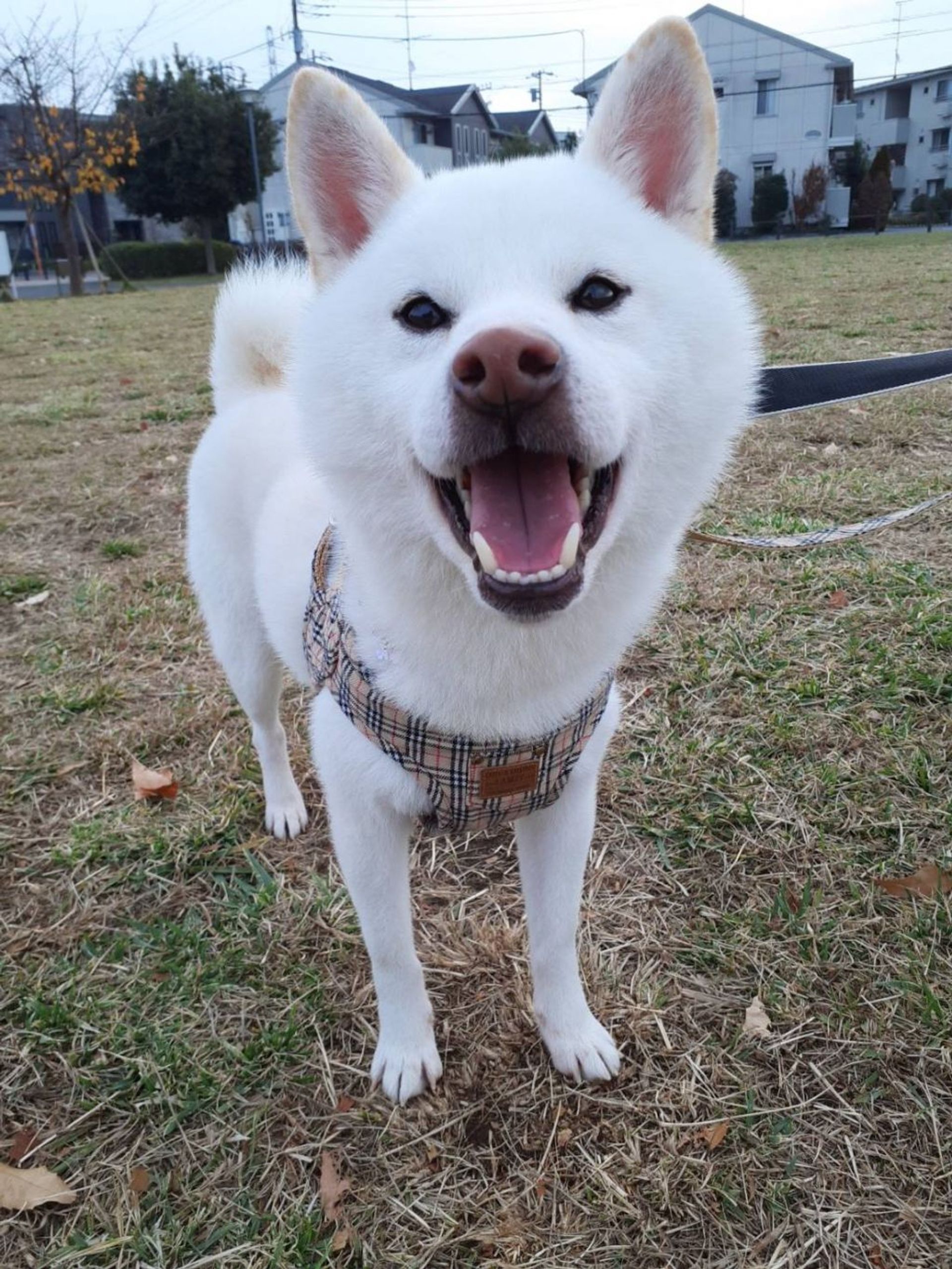 柴犬・オスの里親募集の写真