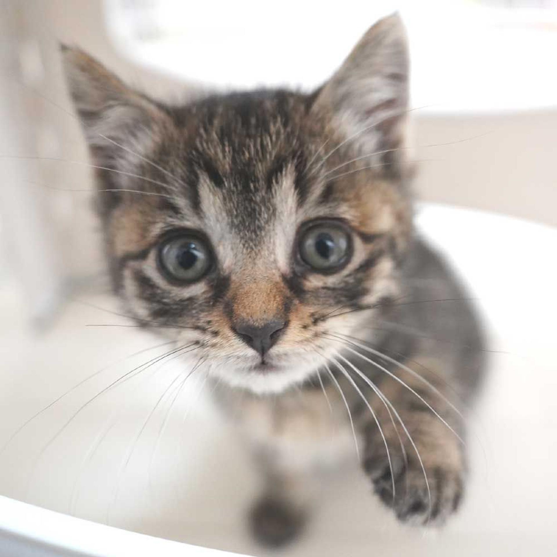 pet-image-3