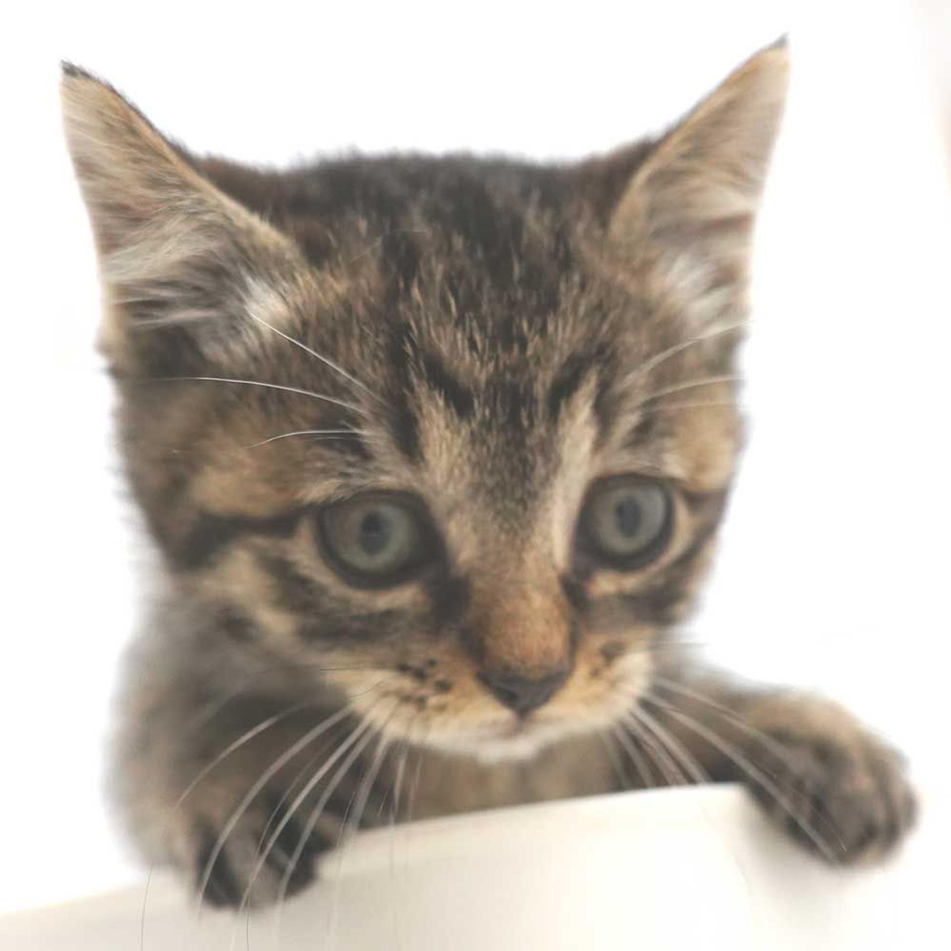 pet-image-6