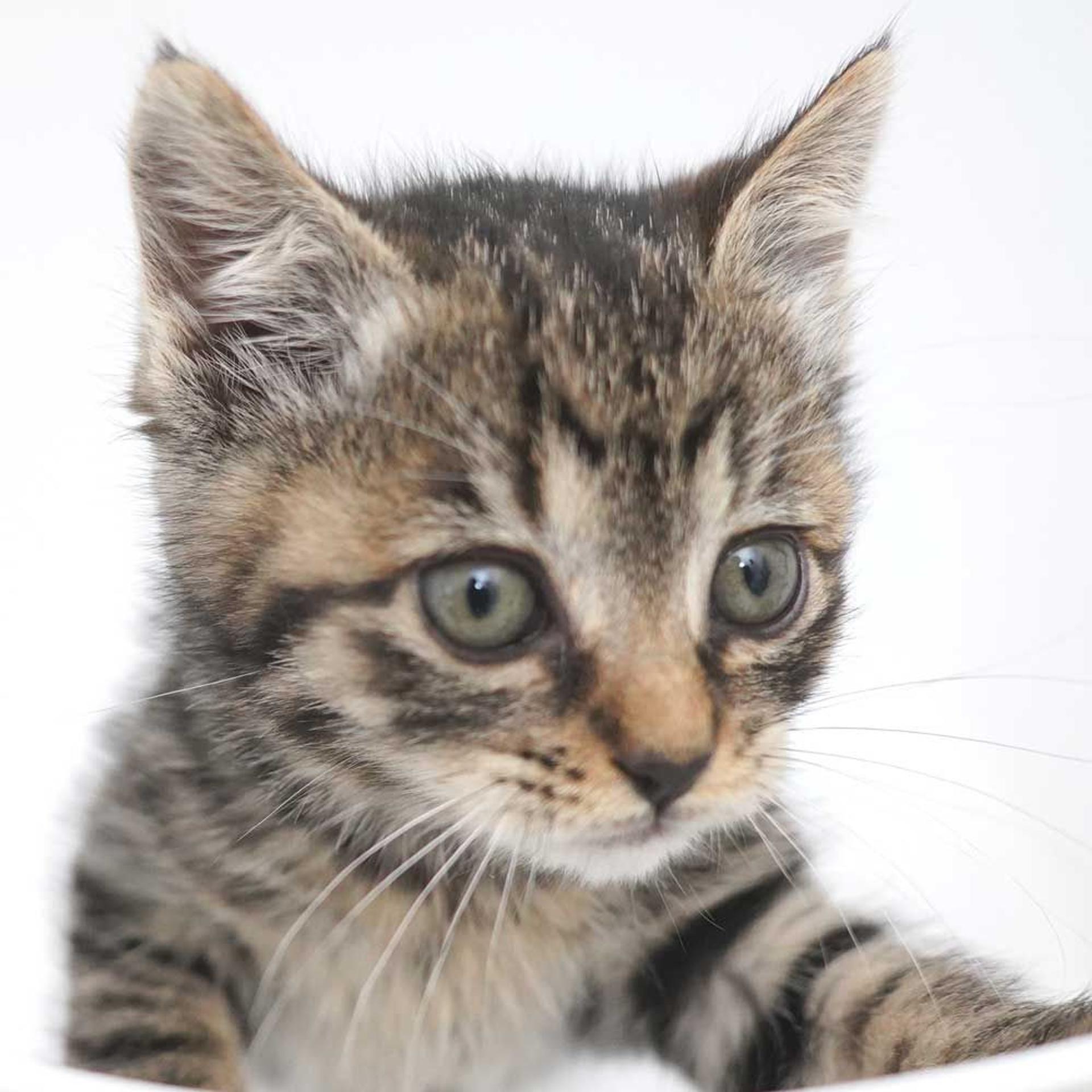 pet-image-10