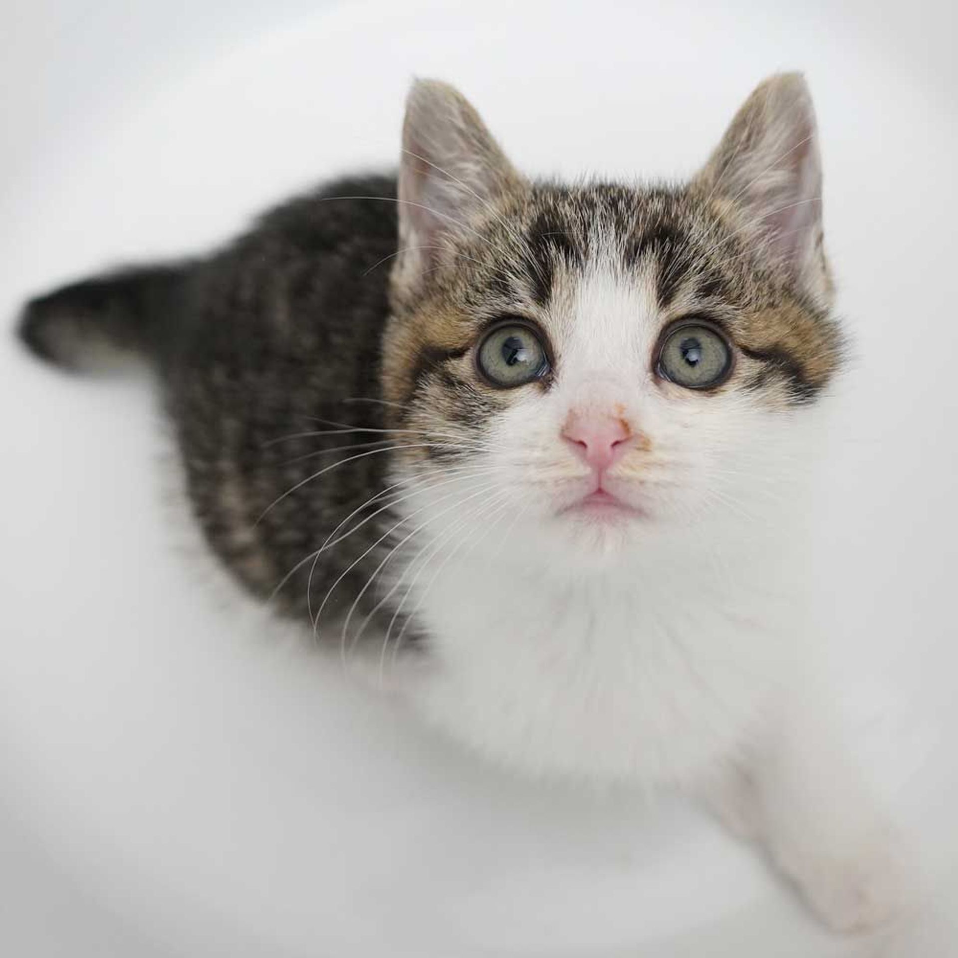 雑種（ミックス猫）・メスの里親募集の写真
