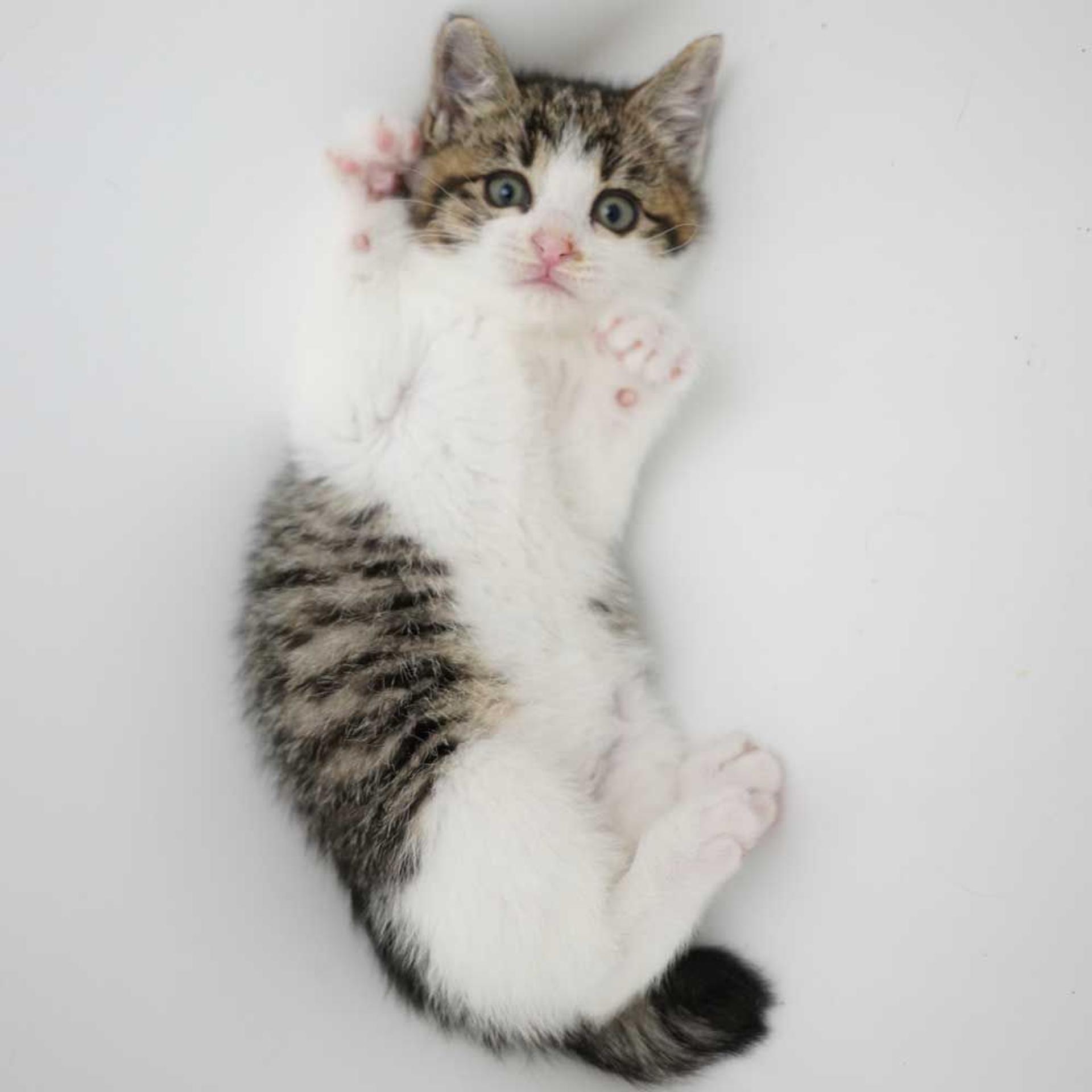 pet-image-5