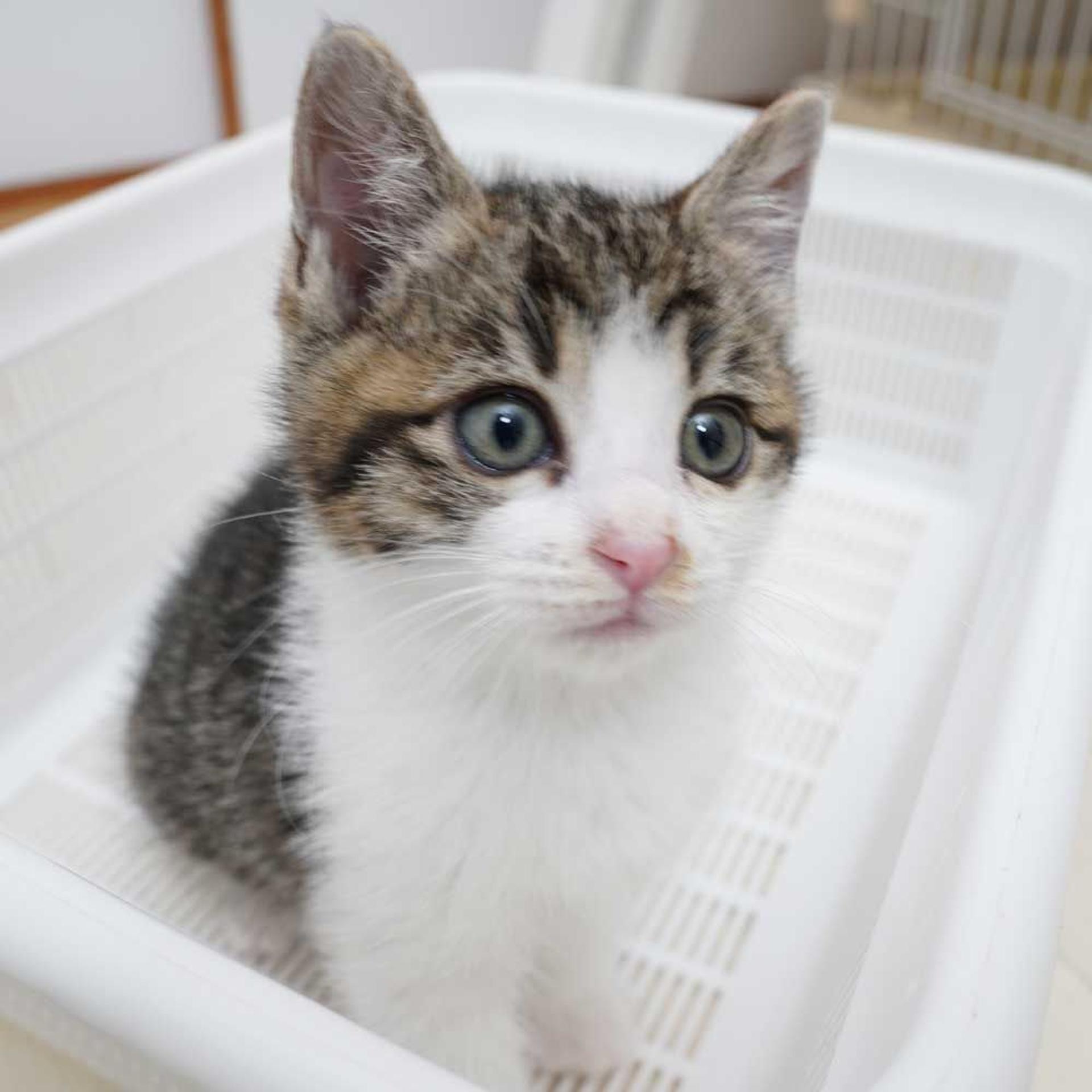 pet-image-6