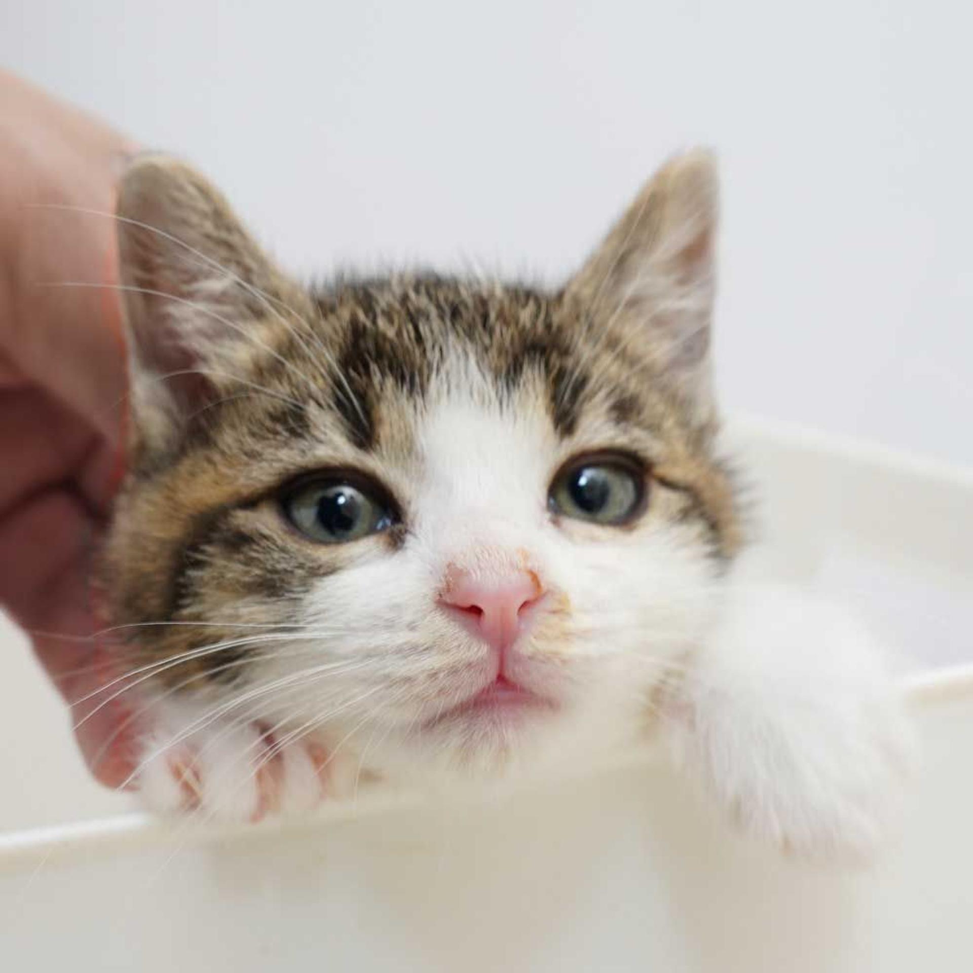 pet-image-7