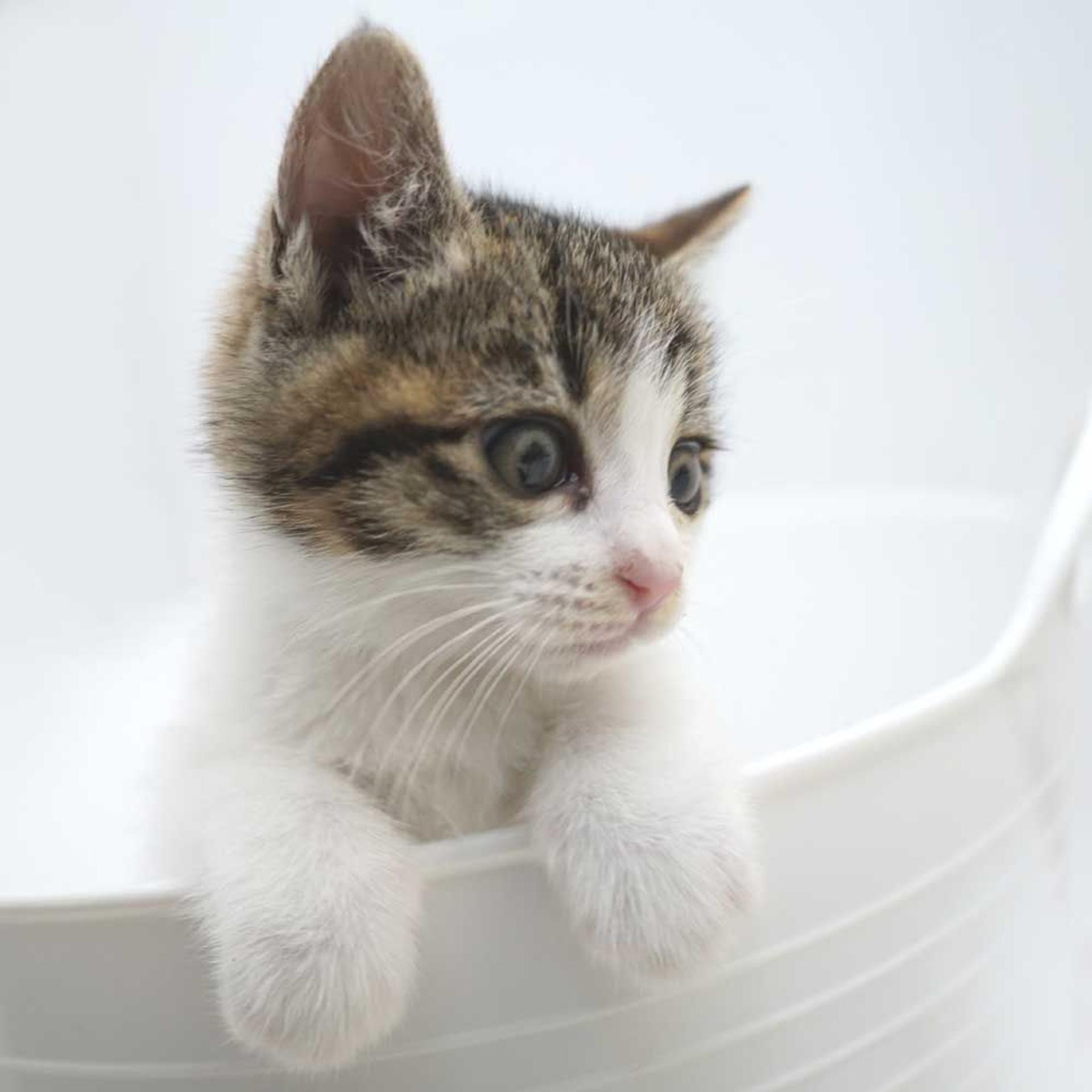 pet-image-8