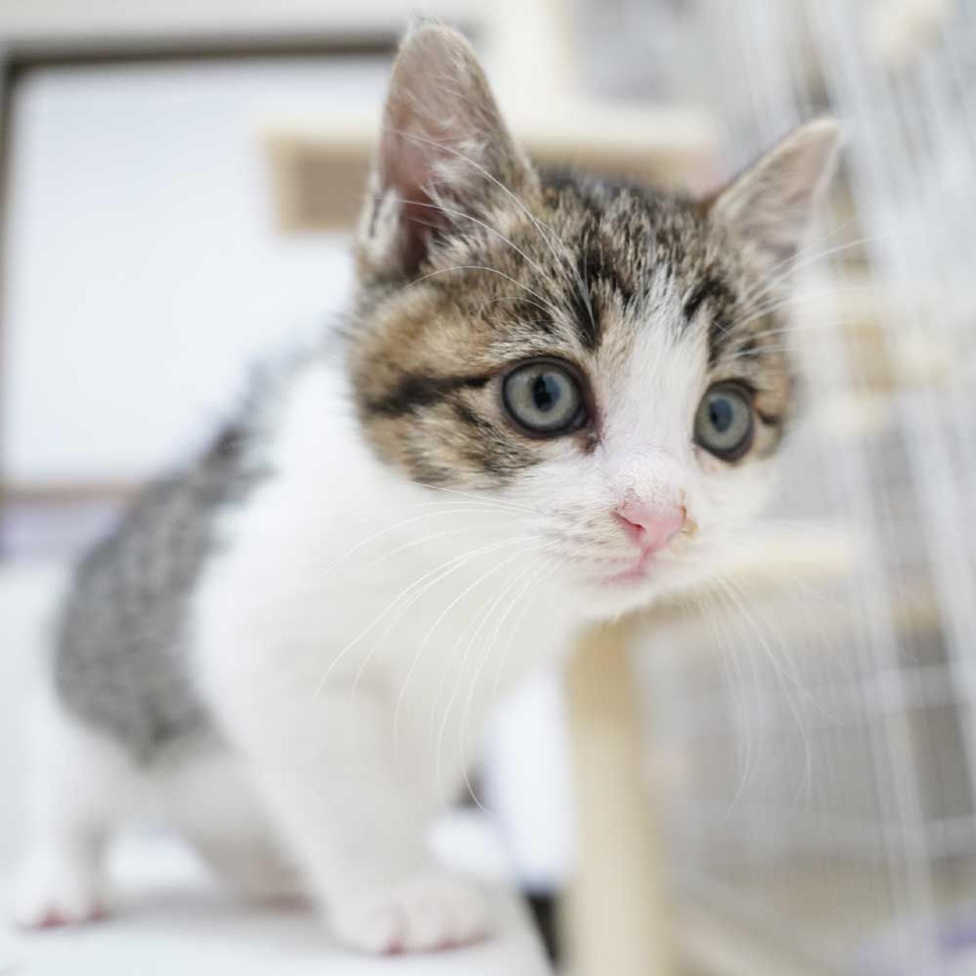 pet-image-9