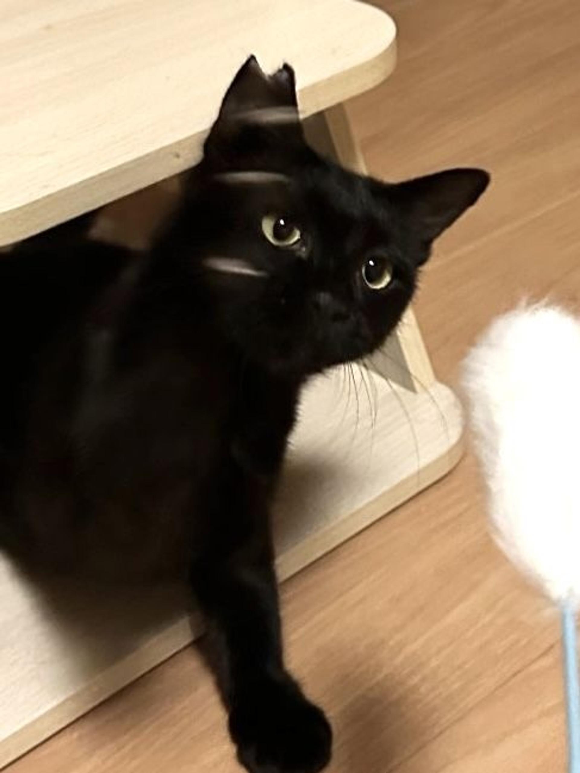 pet-image-4