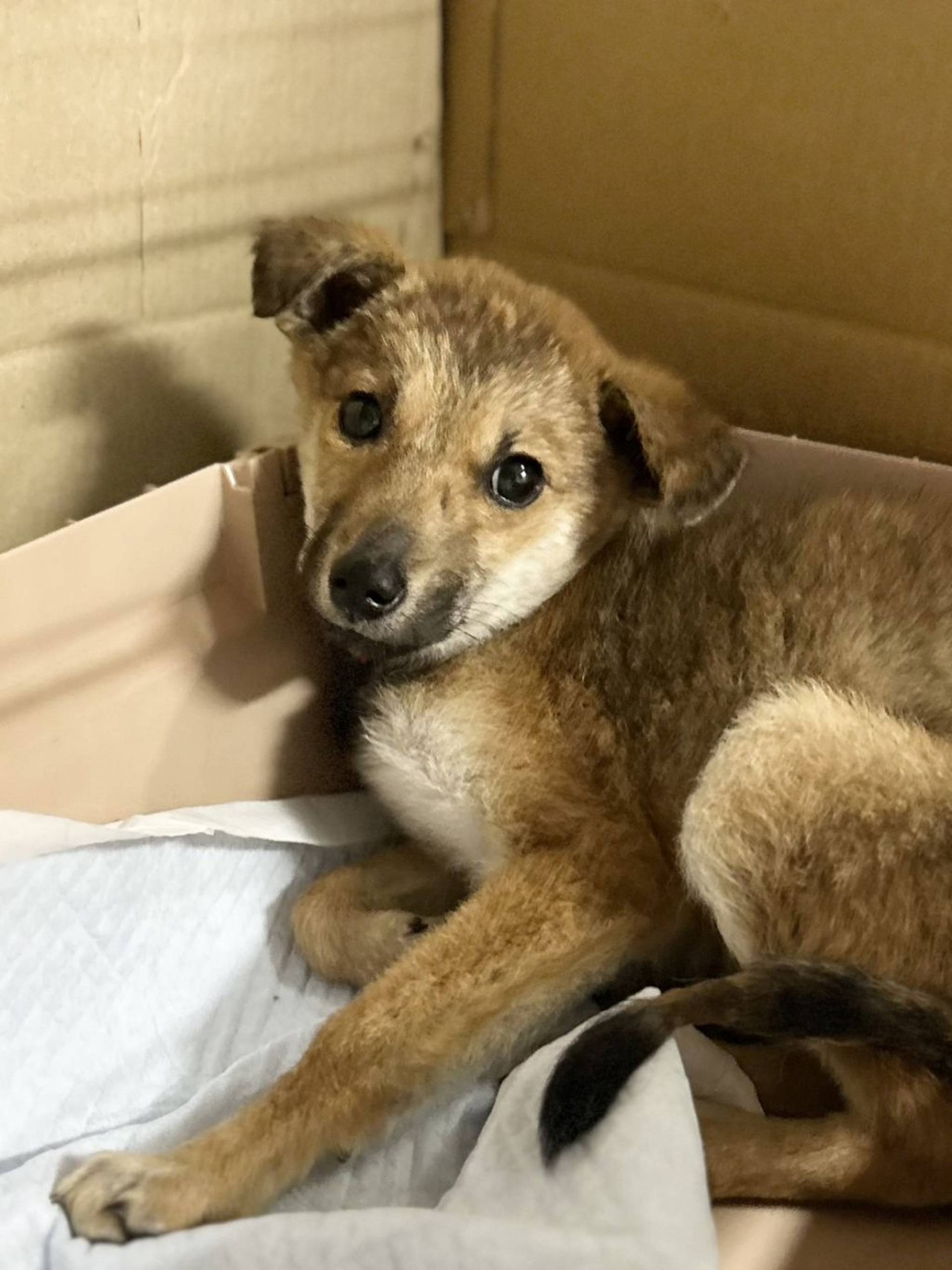 雑種（ミックス犬）・メスの里親募集の写真
