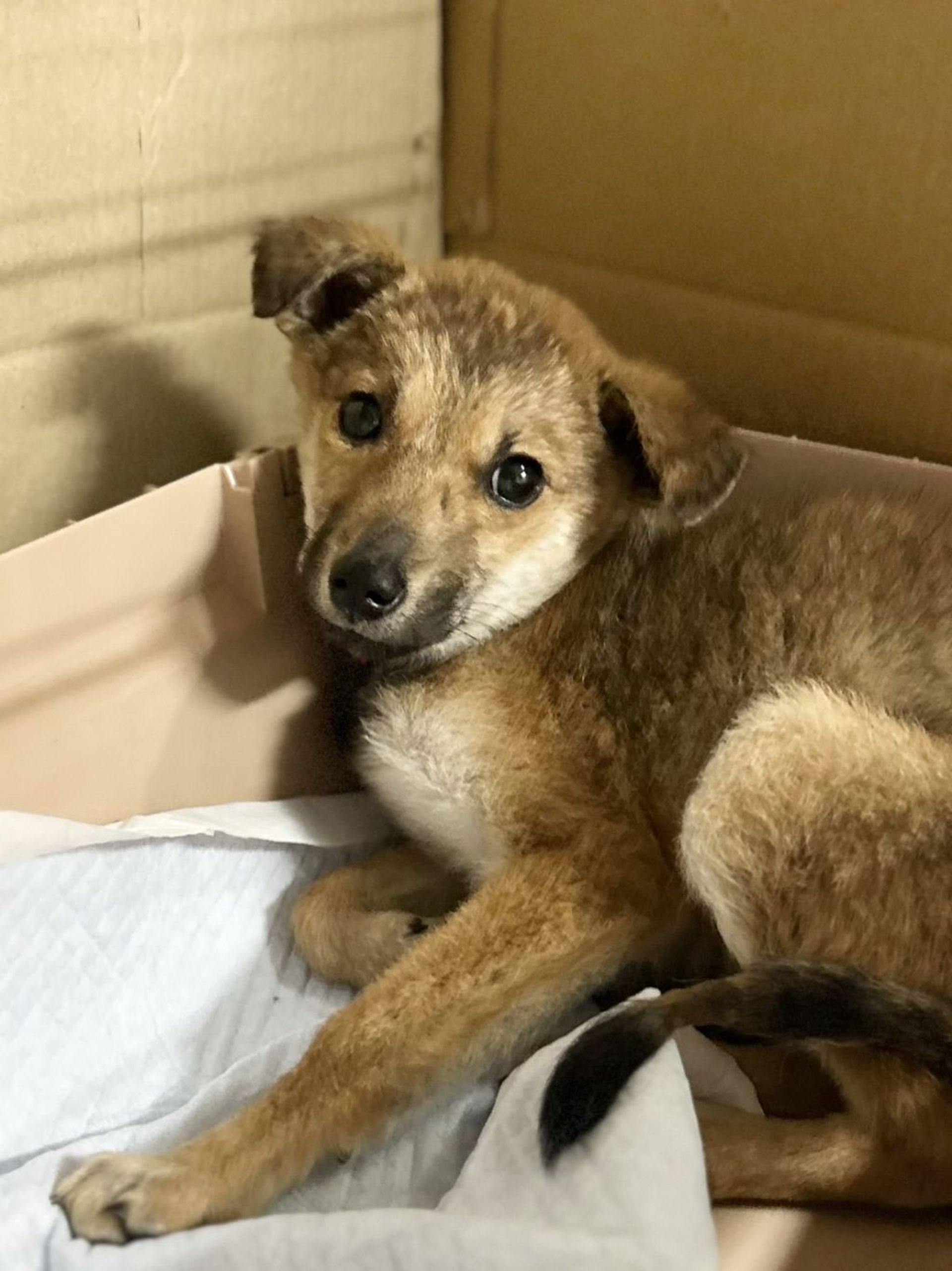 雑種（ミックス犬）・メスの里親募集の写真