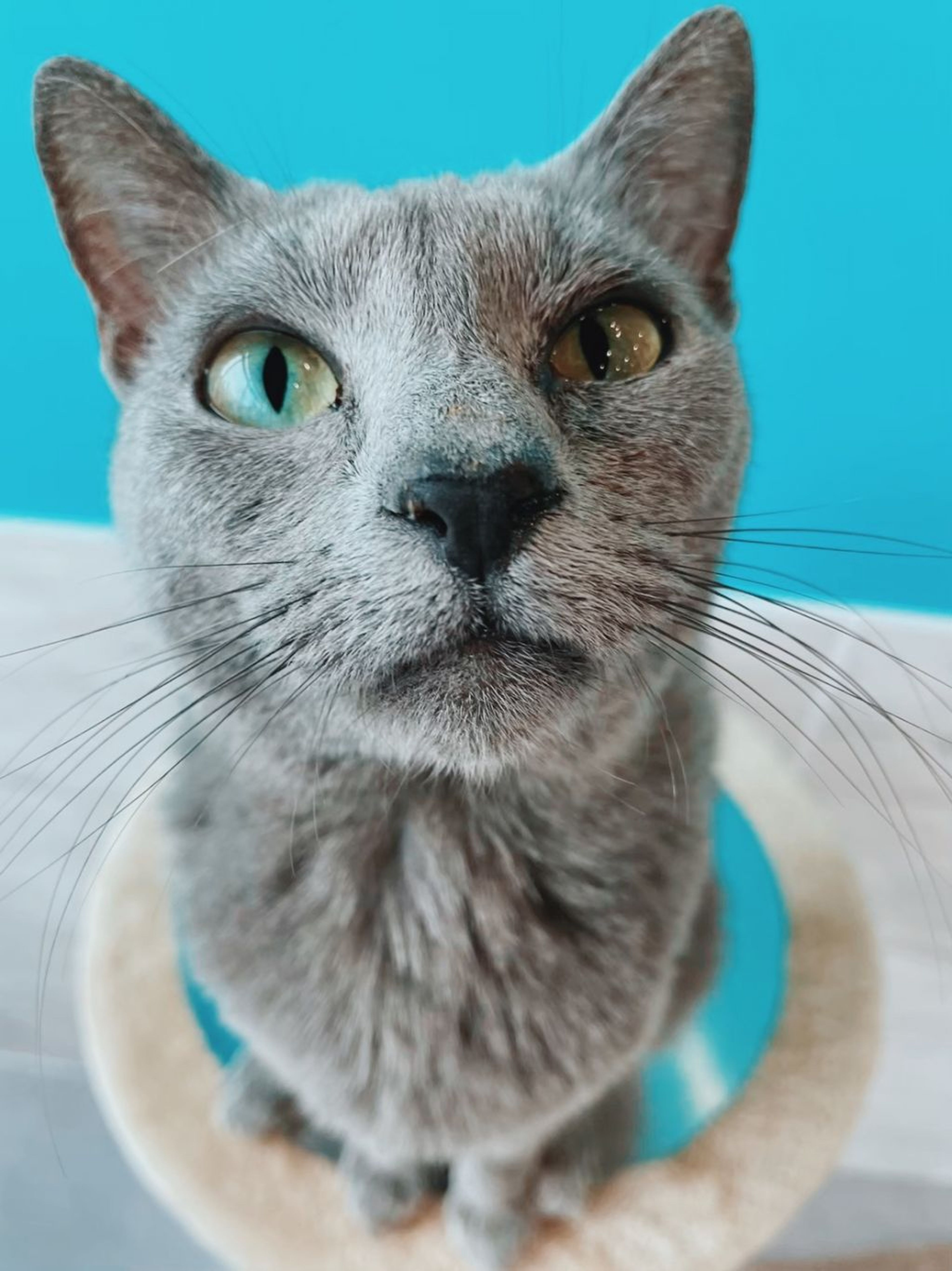 pet-image-3