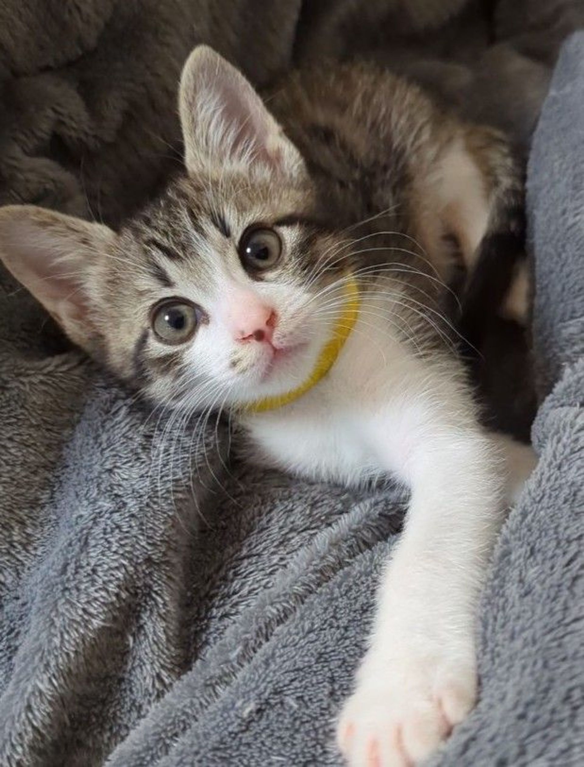 雑種（ミックス猫）・オスの里親募集の写真
