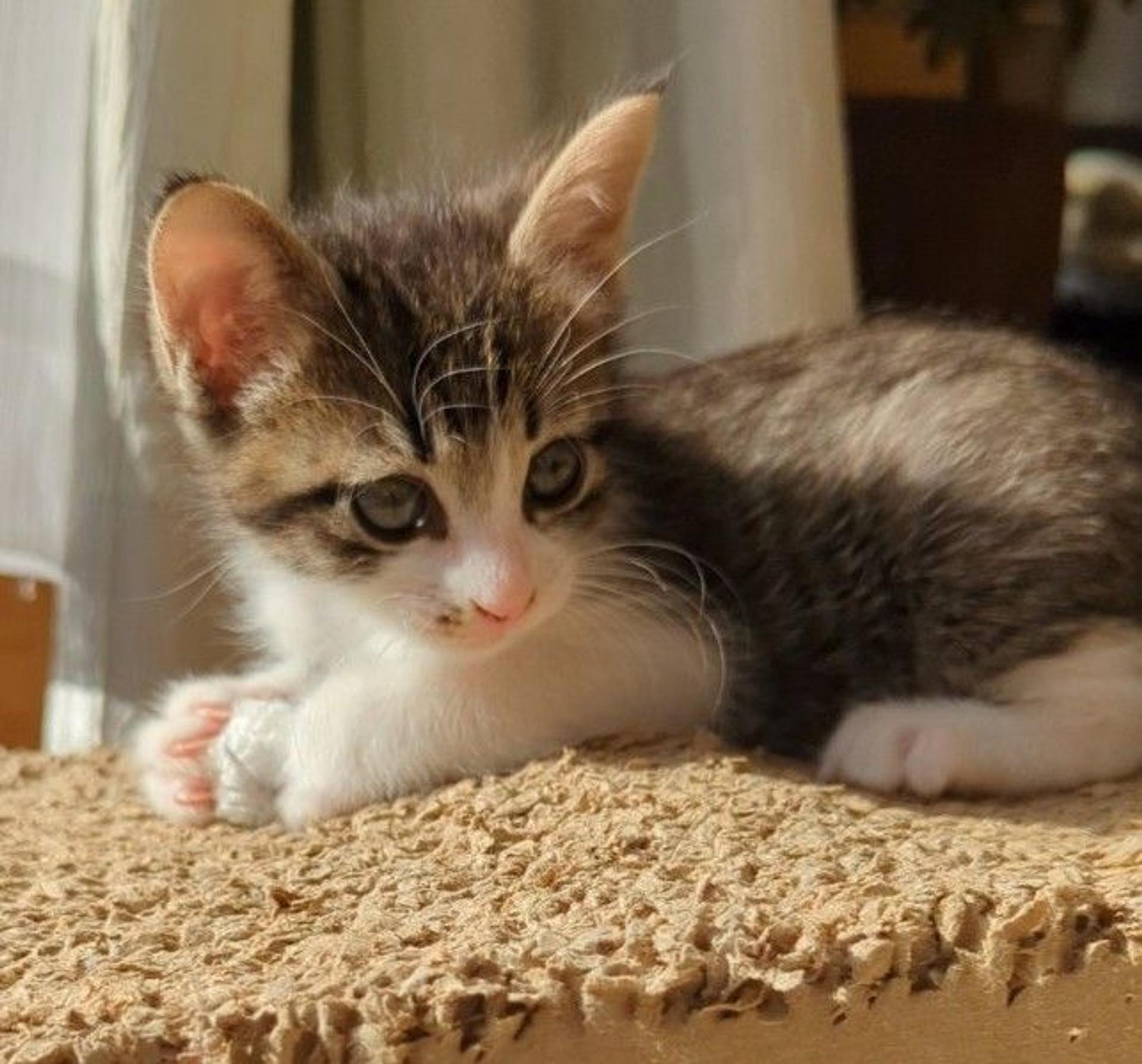 pet-image-4