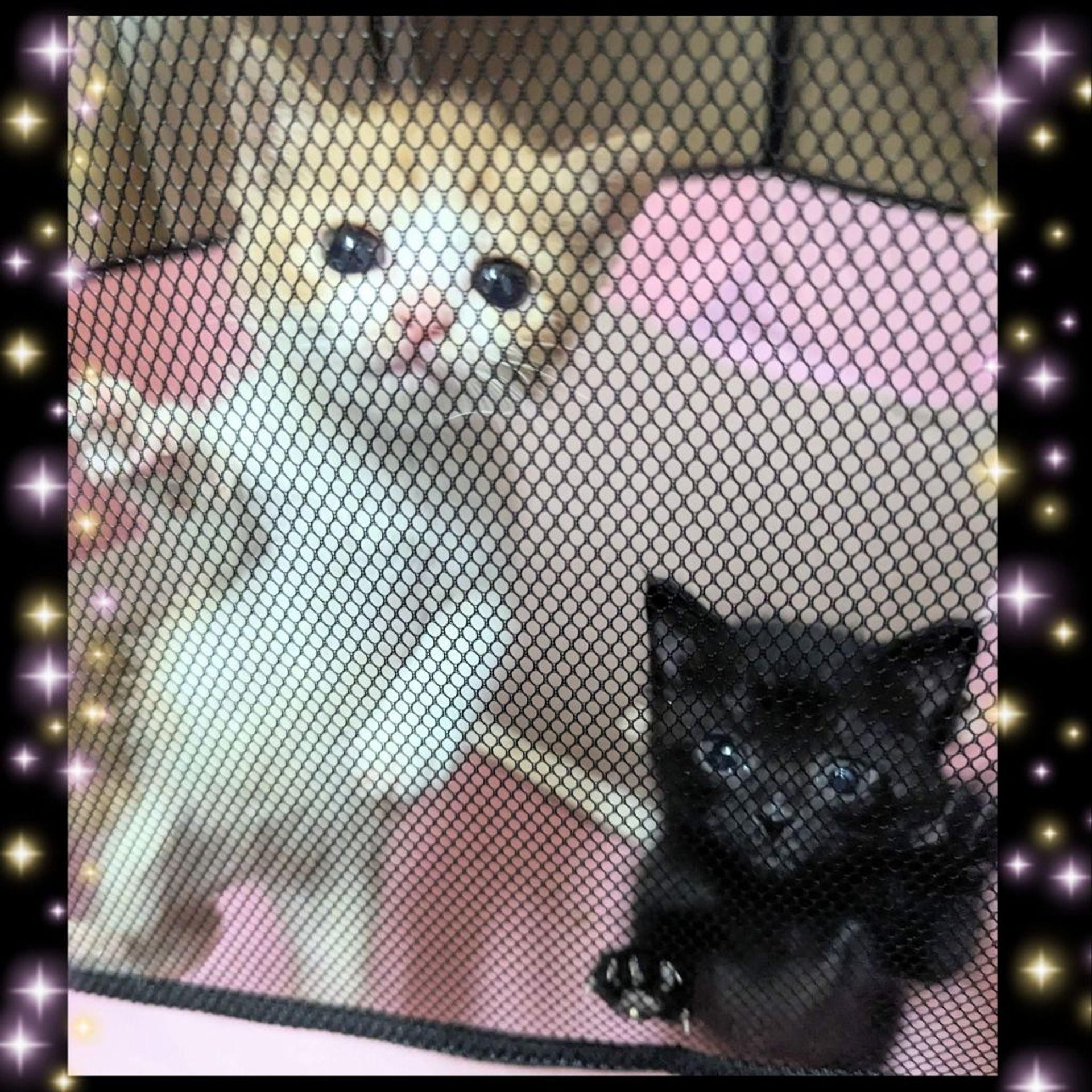 雑種（ミックス猫）・オスの里親募集の写真
