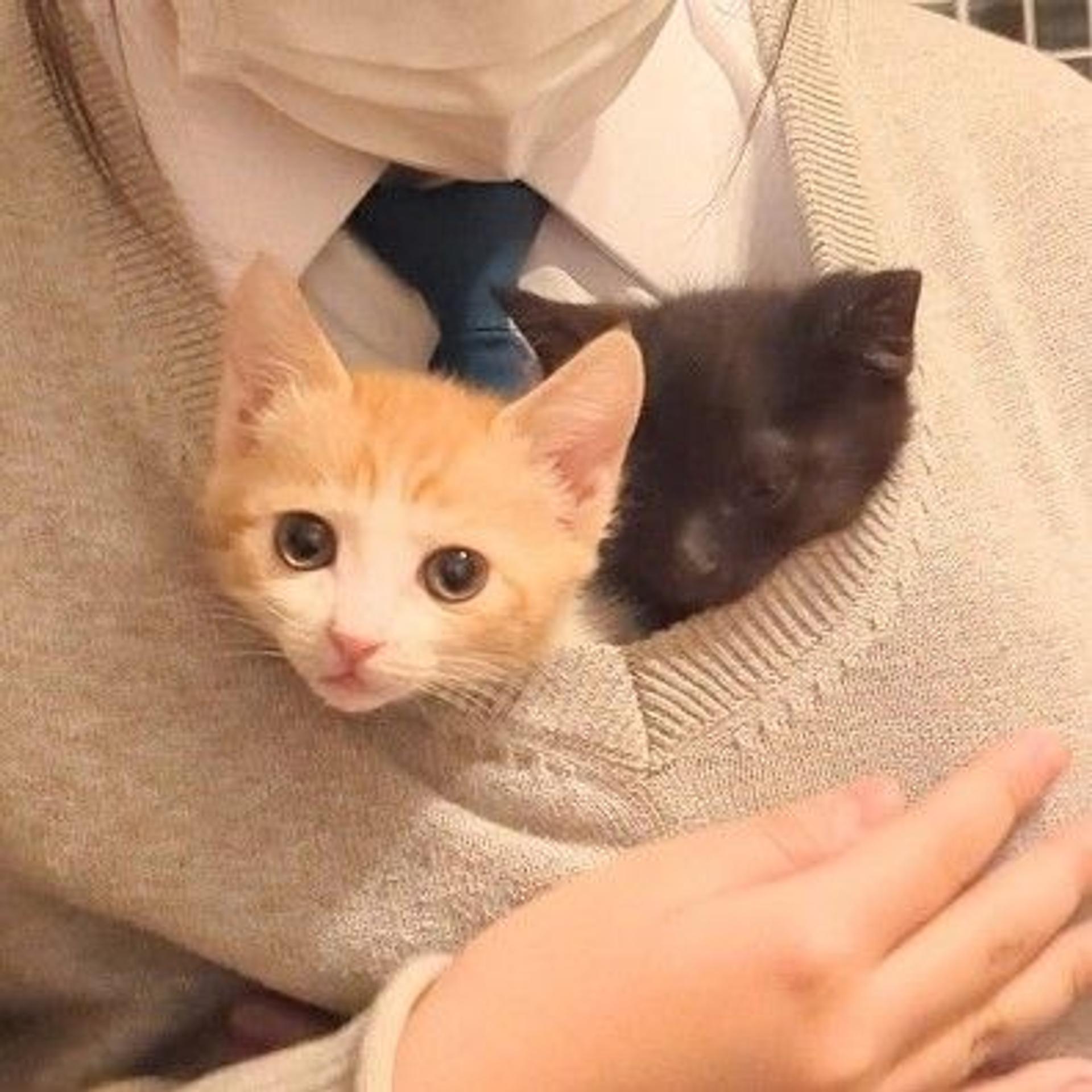pet-image-2