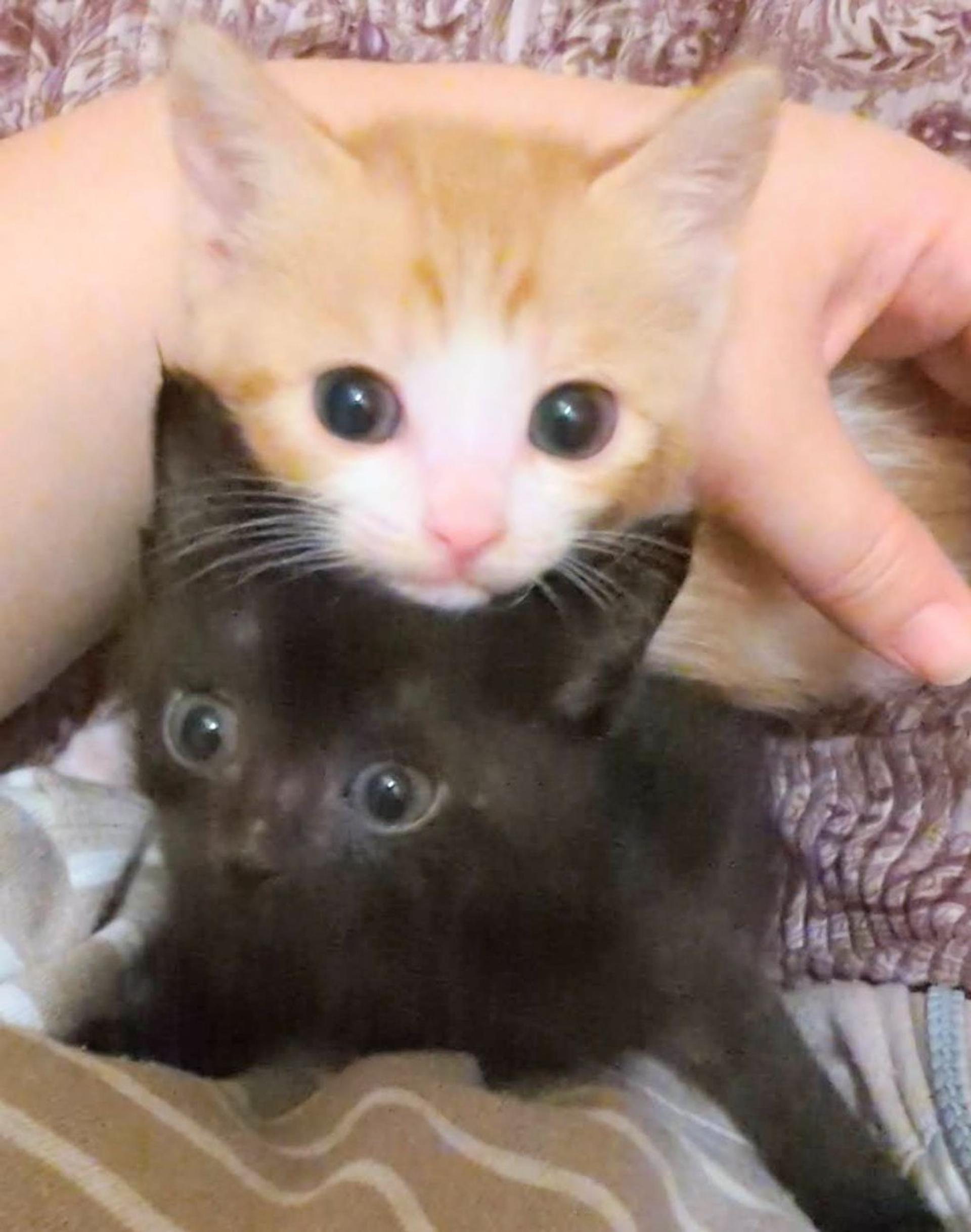 pet-image-4