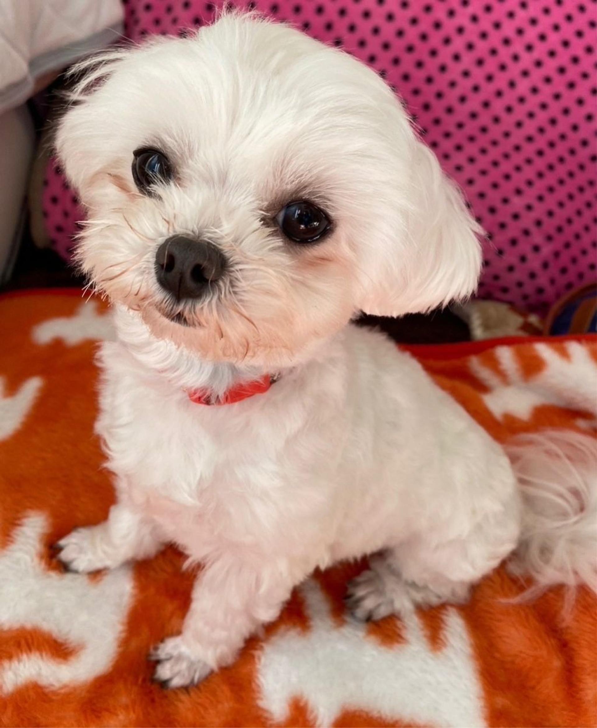 pet-image-5