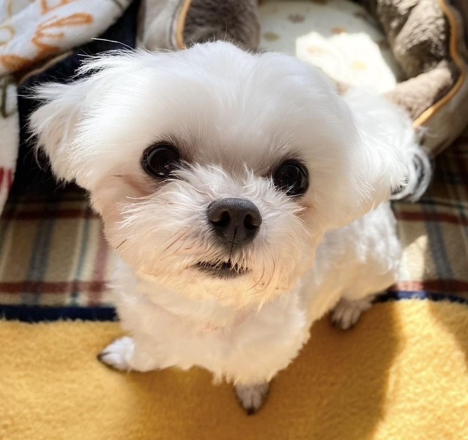 pet-image-2