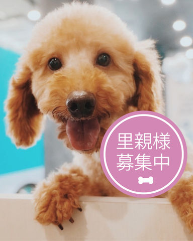 ウィッシュの写真