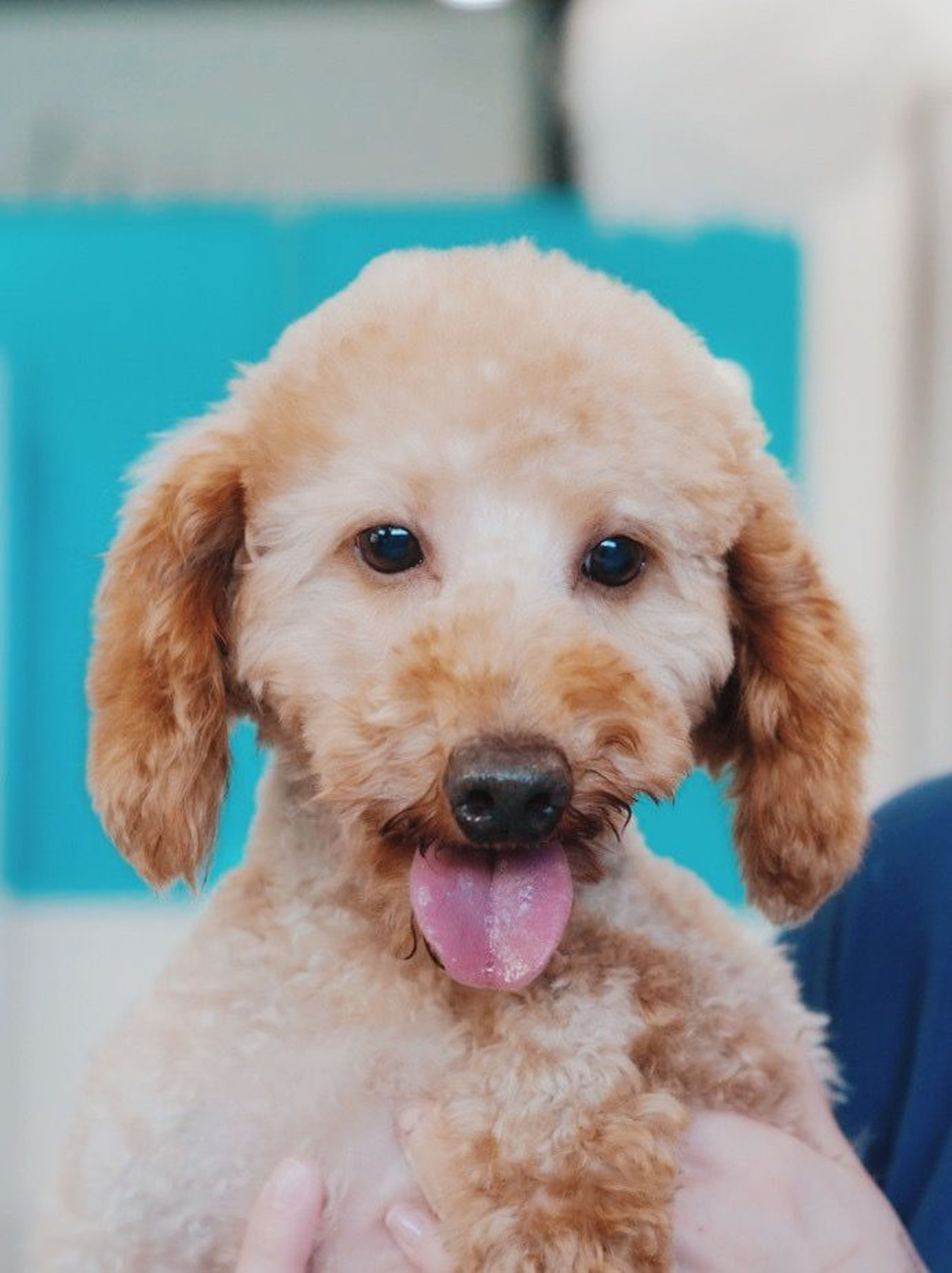 pet-image-3