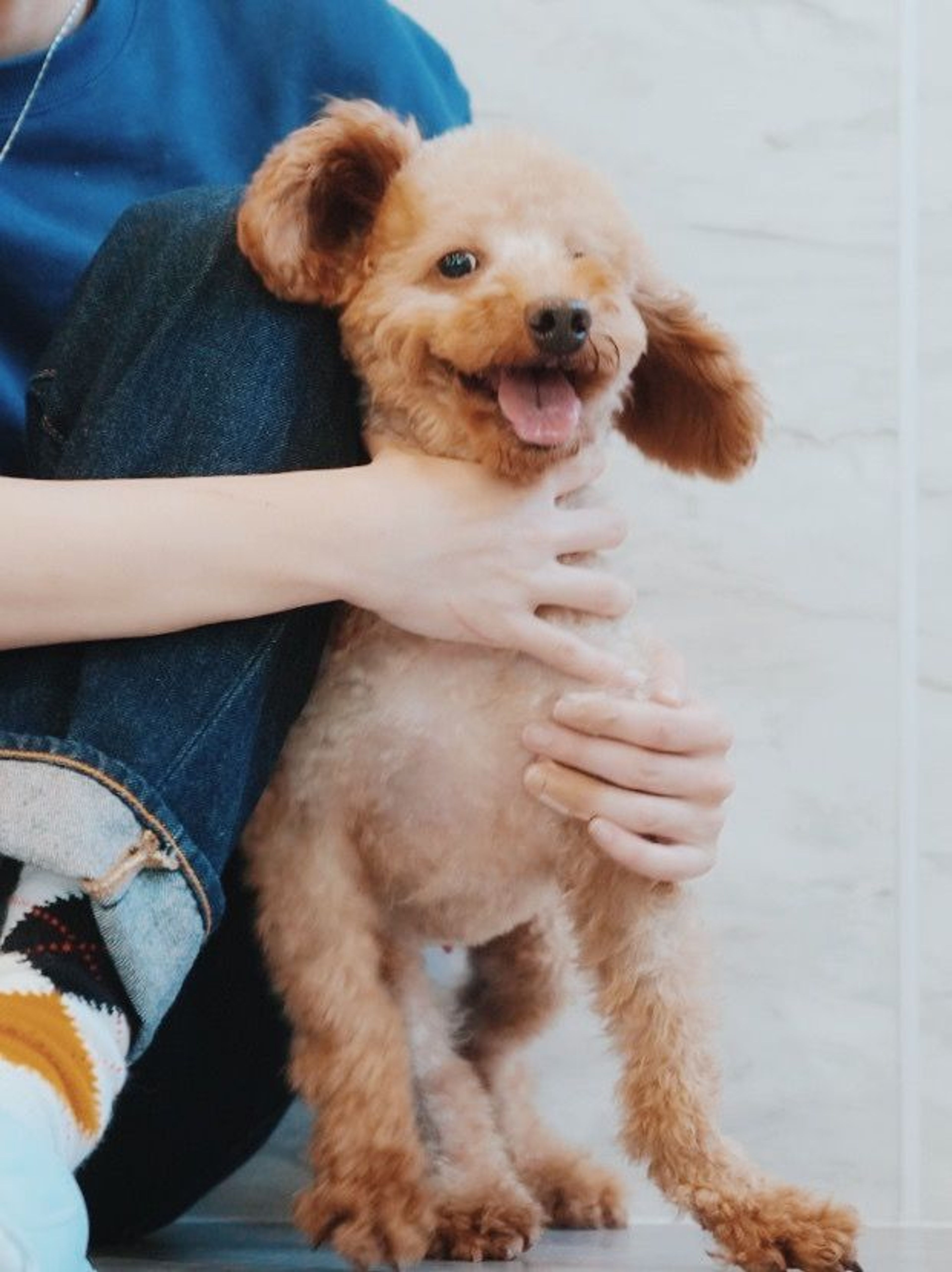 pet-image-4