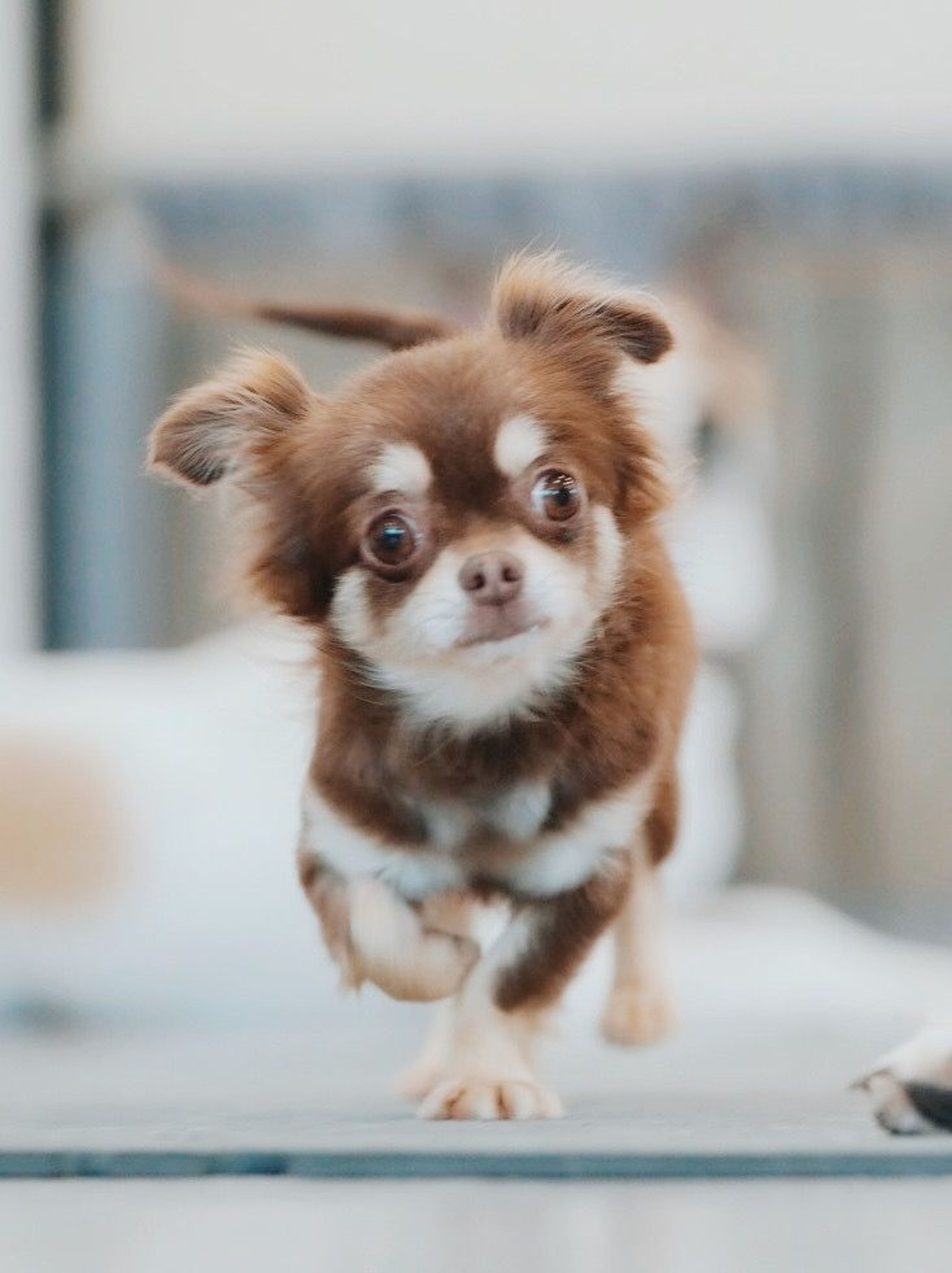 pet-image-4