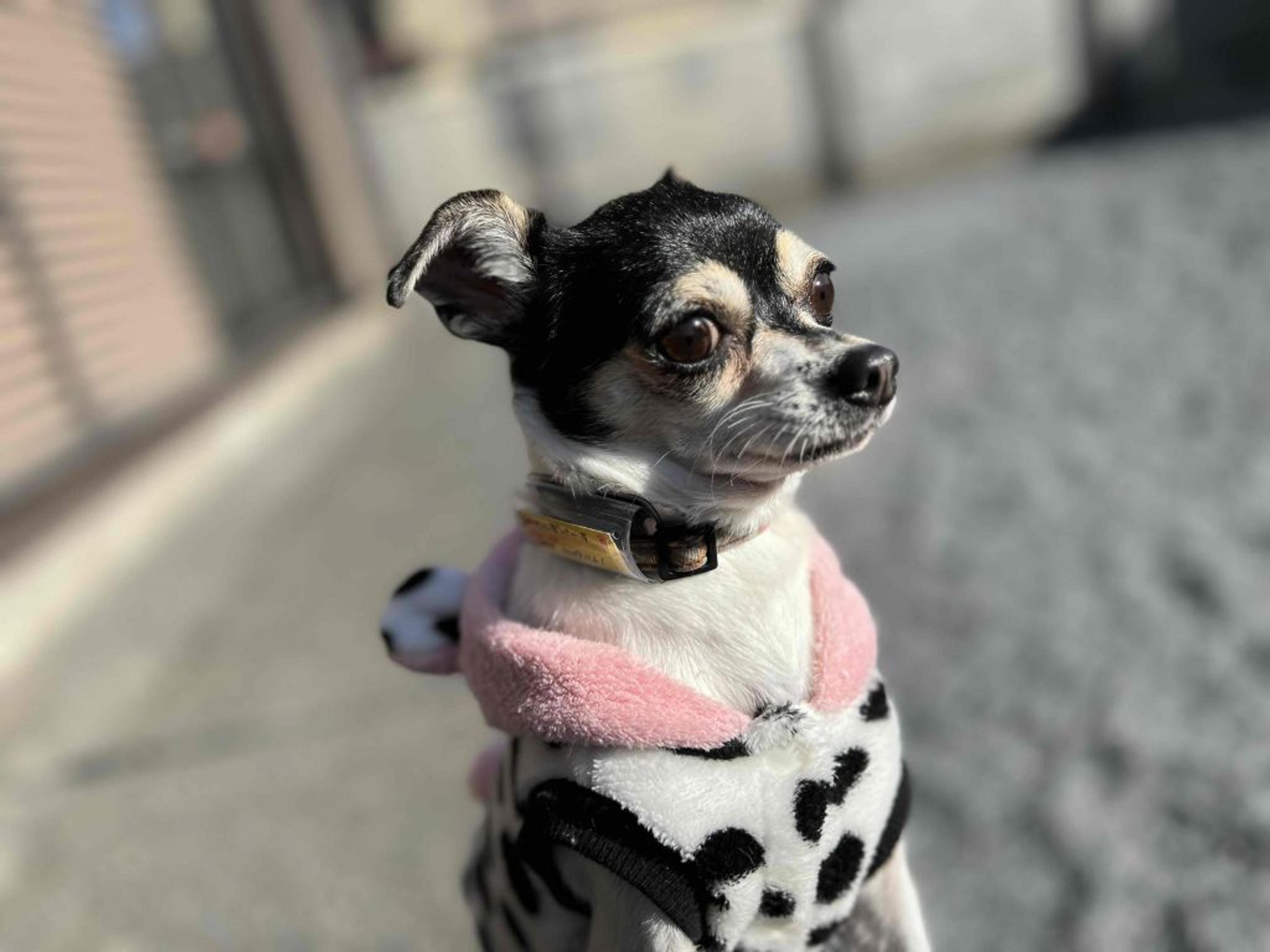 pet-image-2