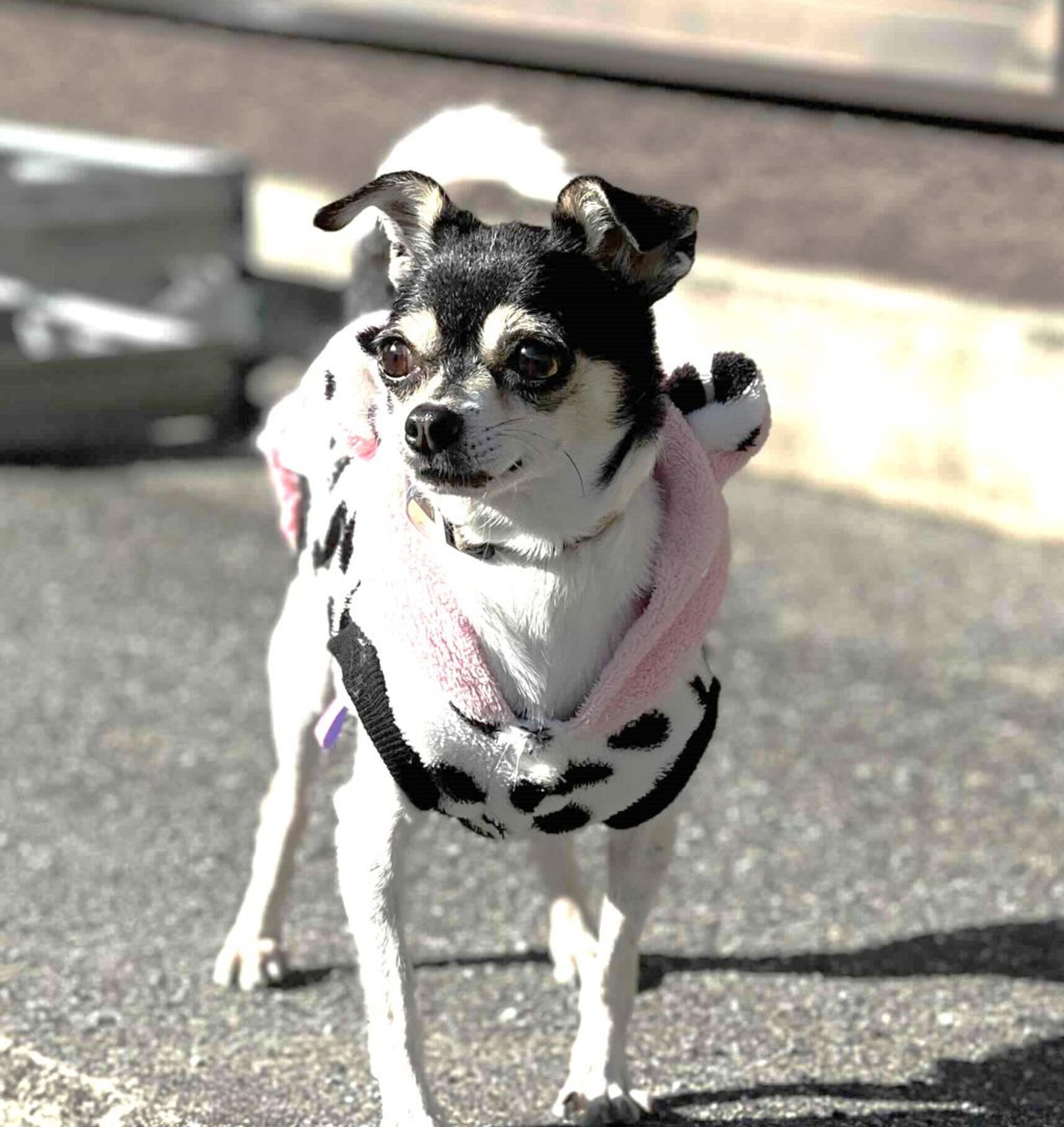 pet-image-3