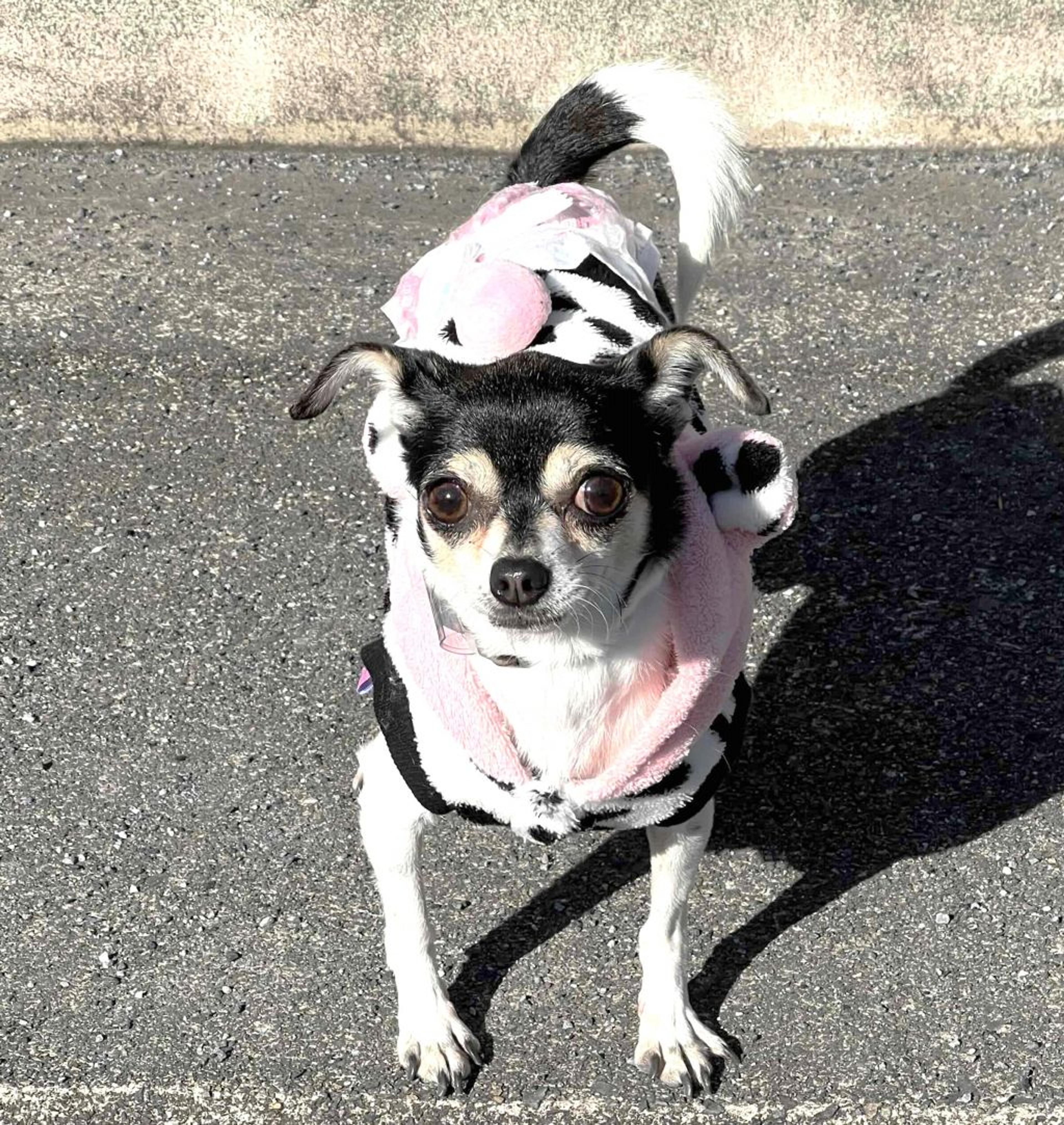 pet-image-4