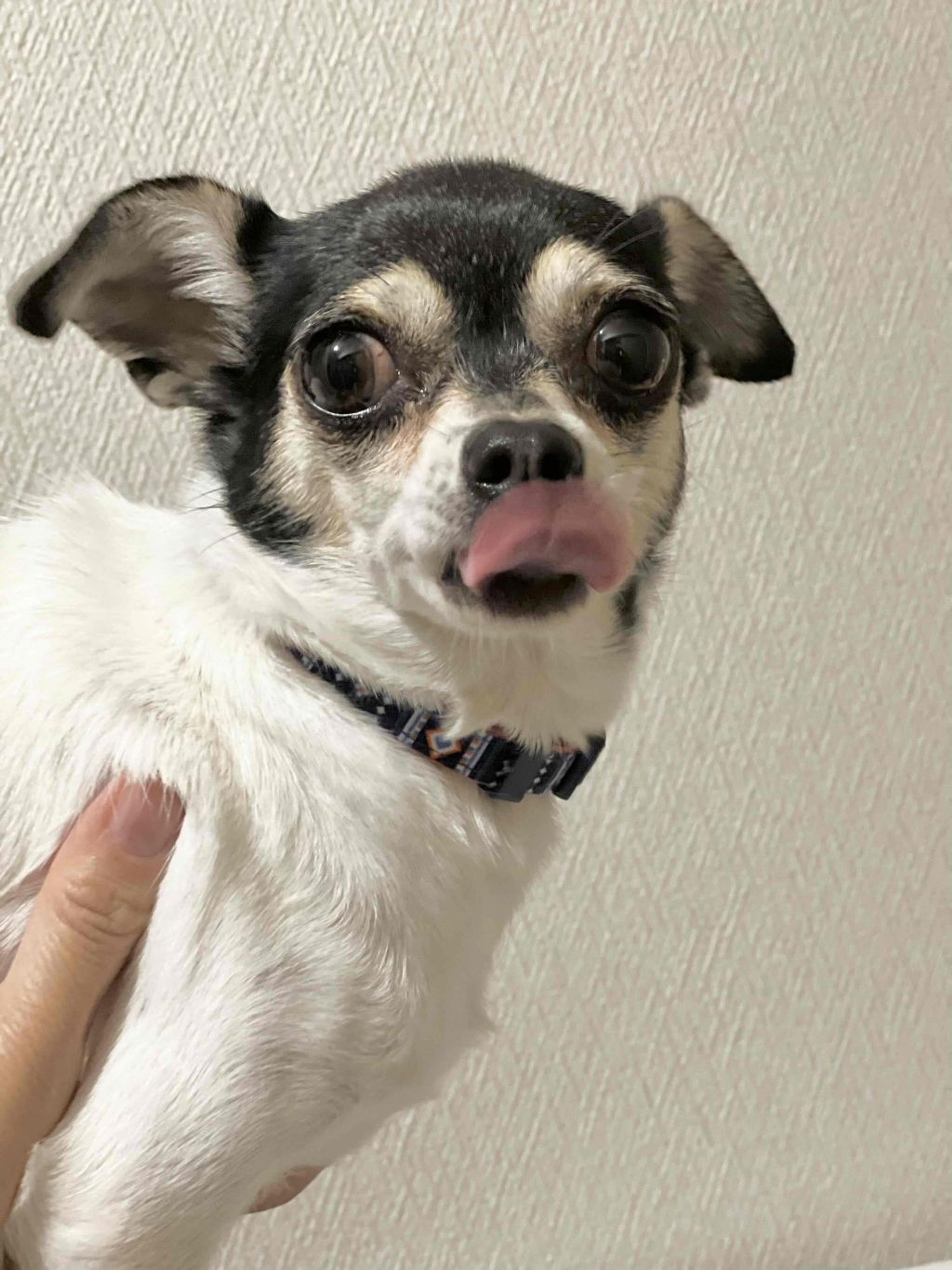 pet-image-5