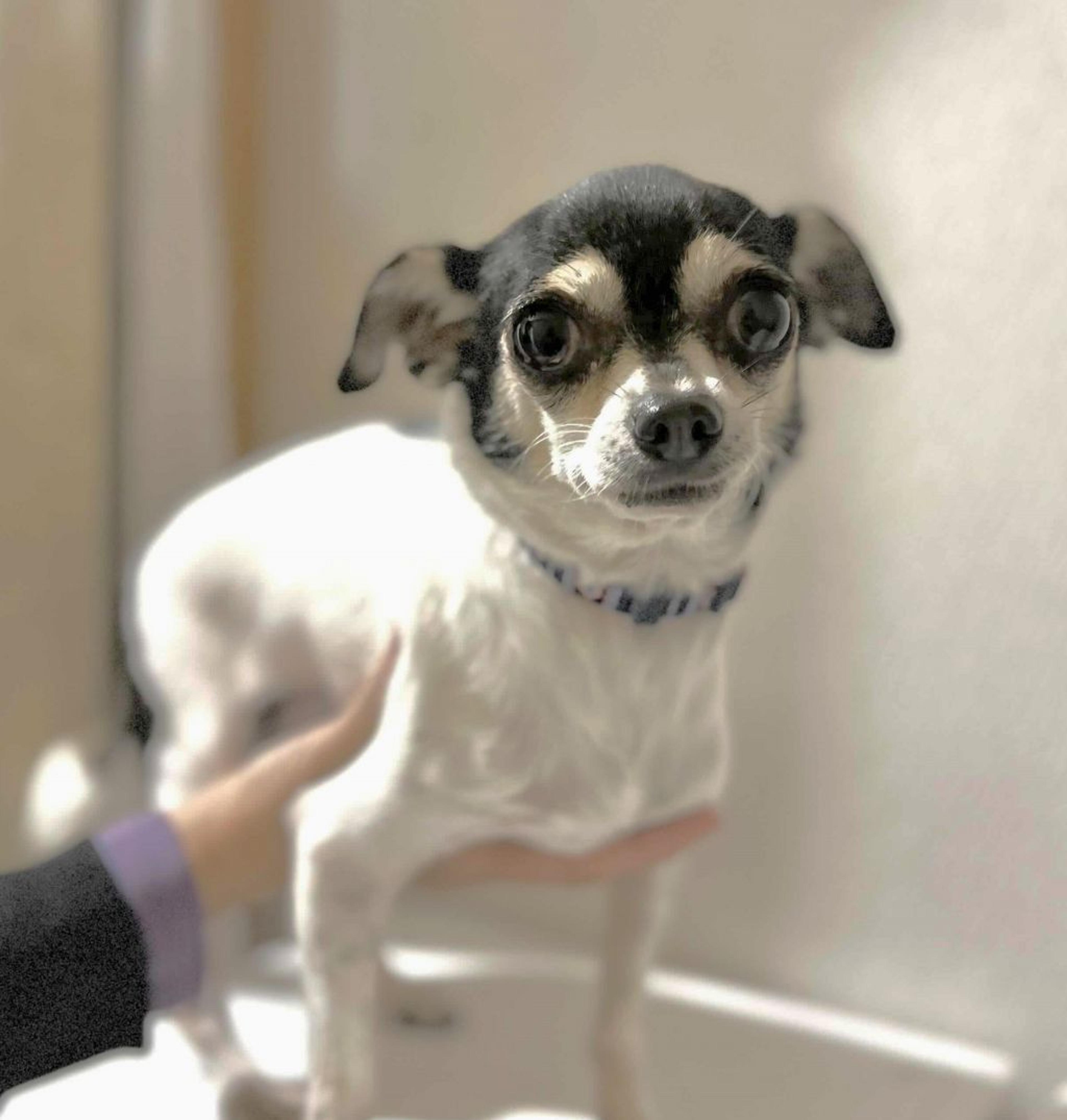 pet-image-6