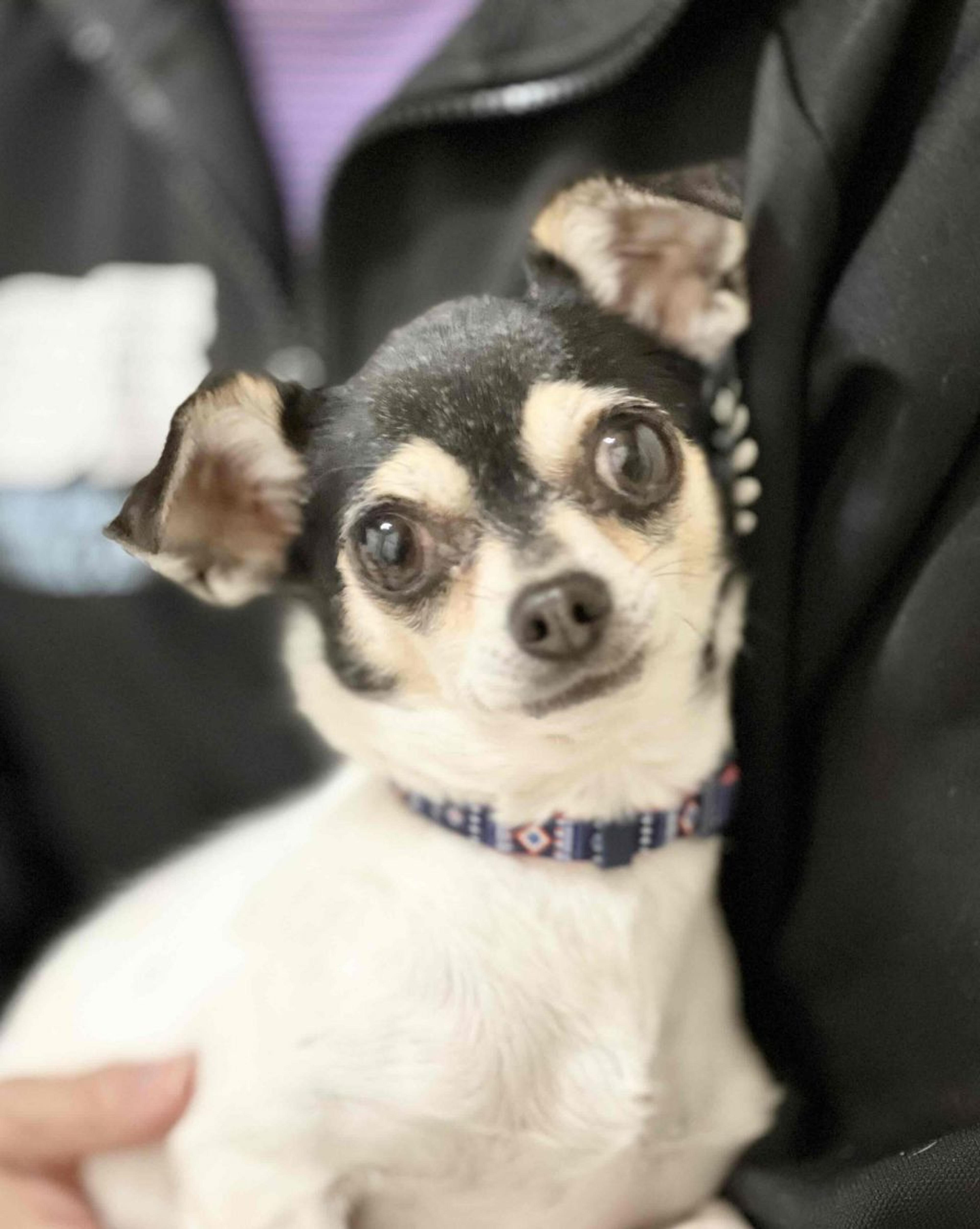 pet-image-7