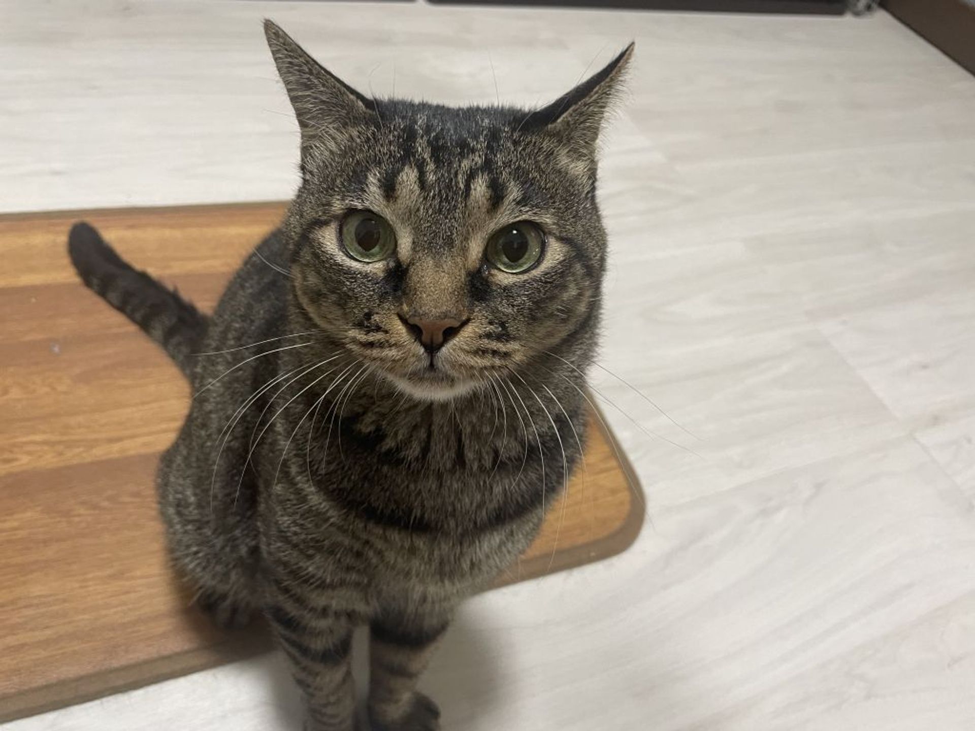 雑種（ミックス猫）・オスの里親募集の写真