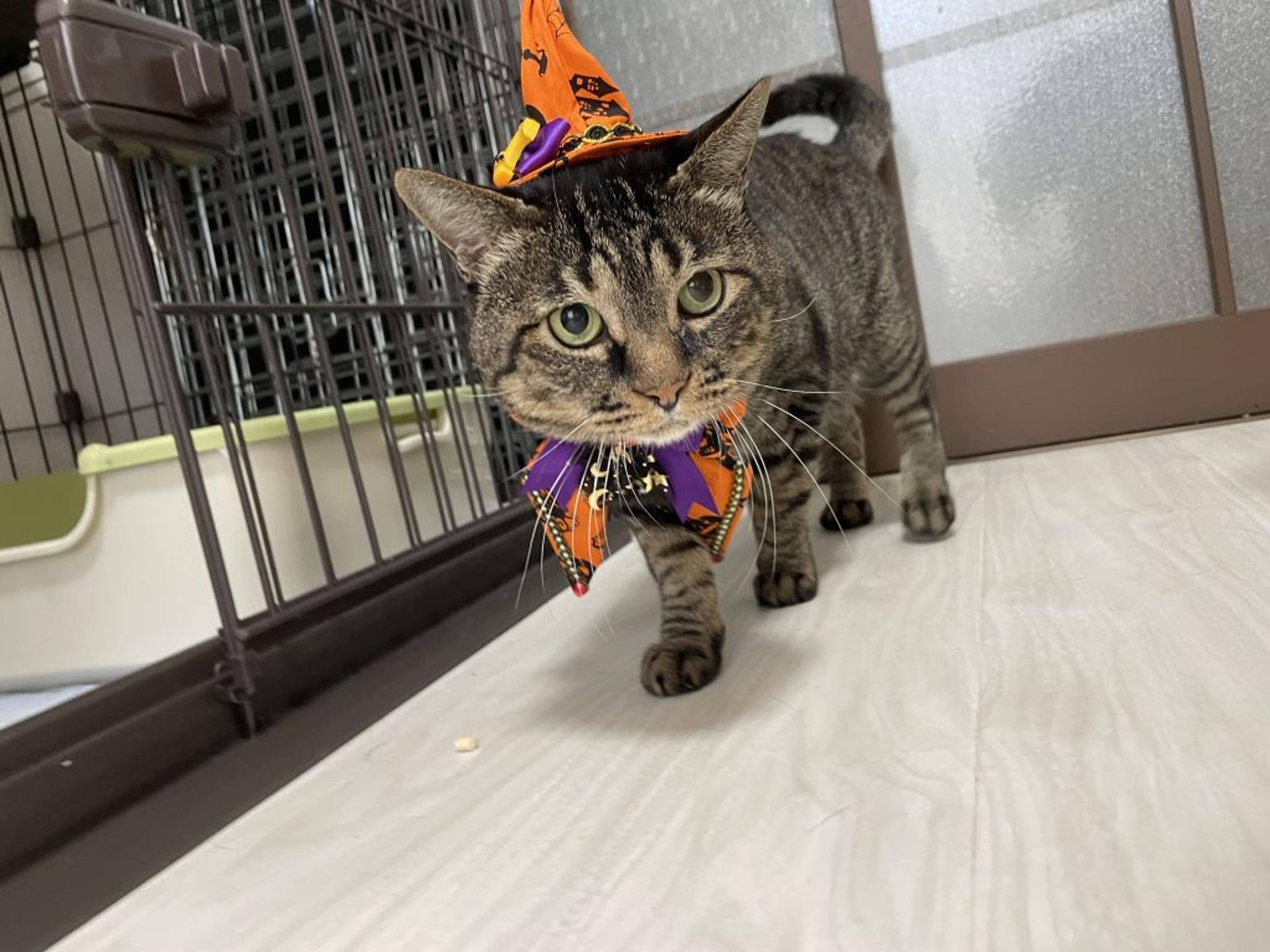 pet-image-4