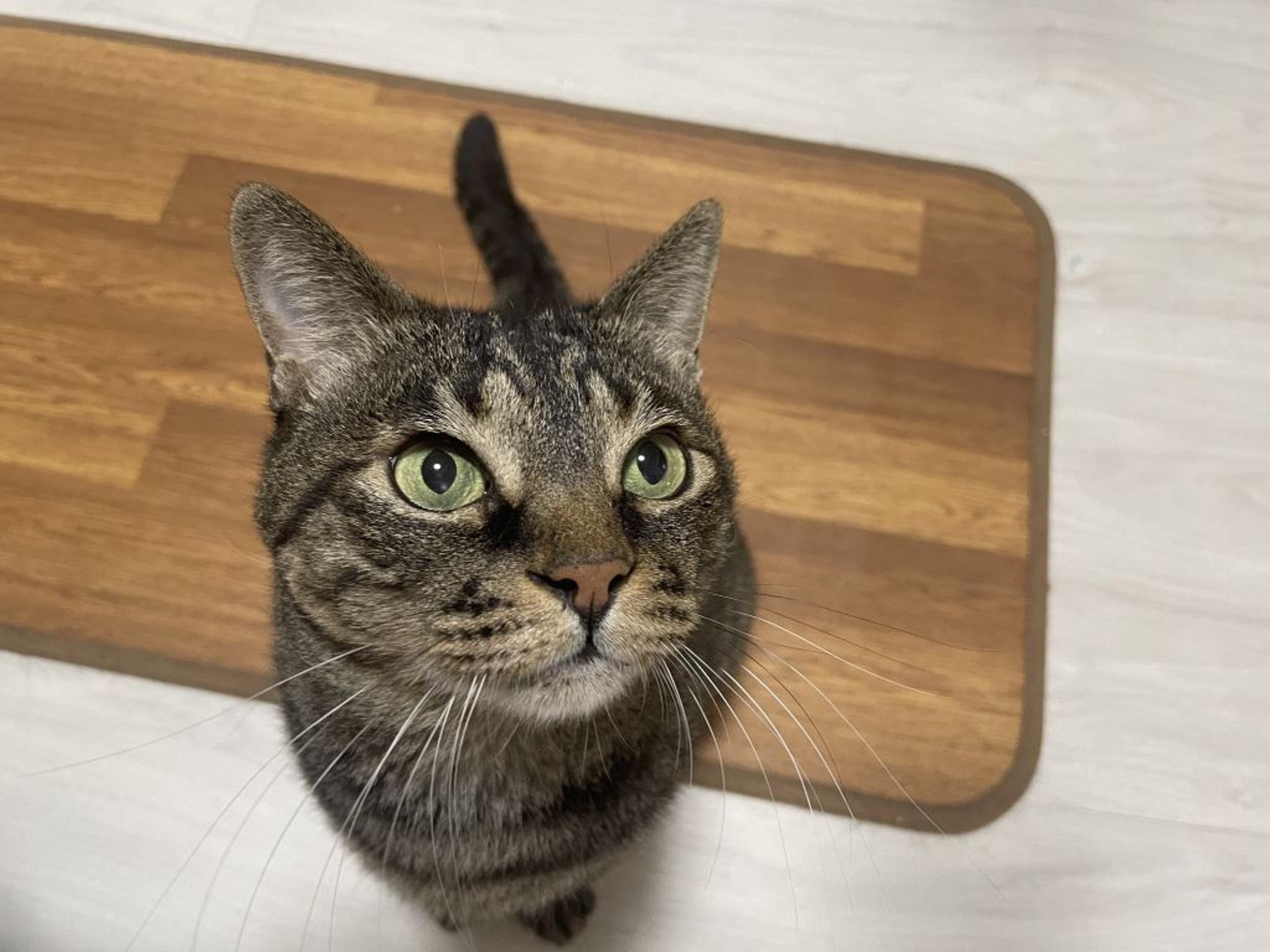 pet-image-5