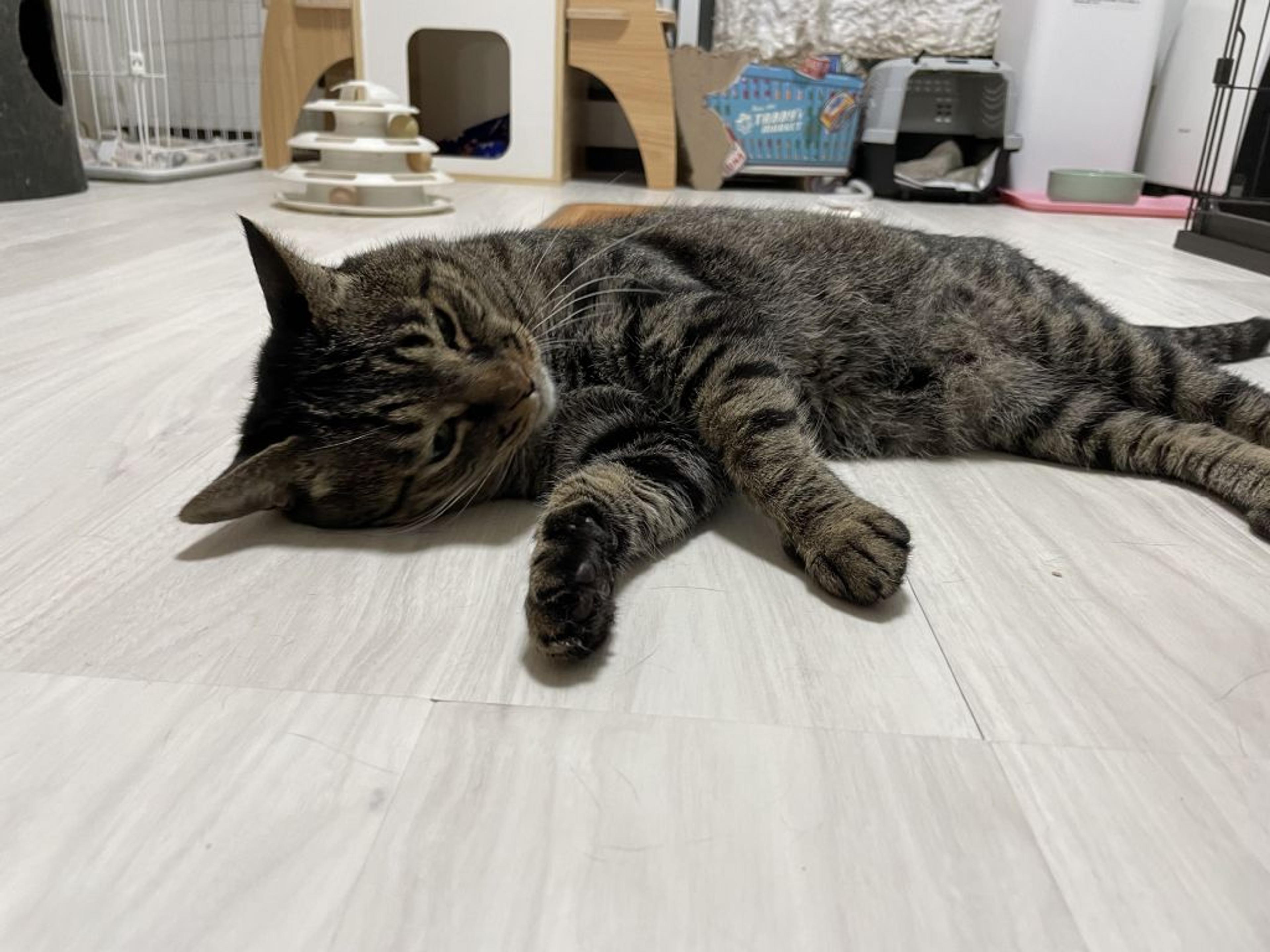 pet-image-6