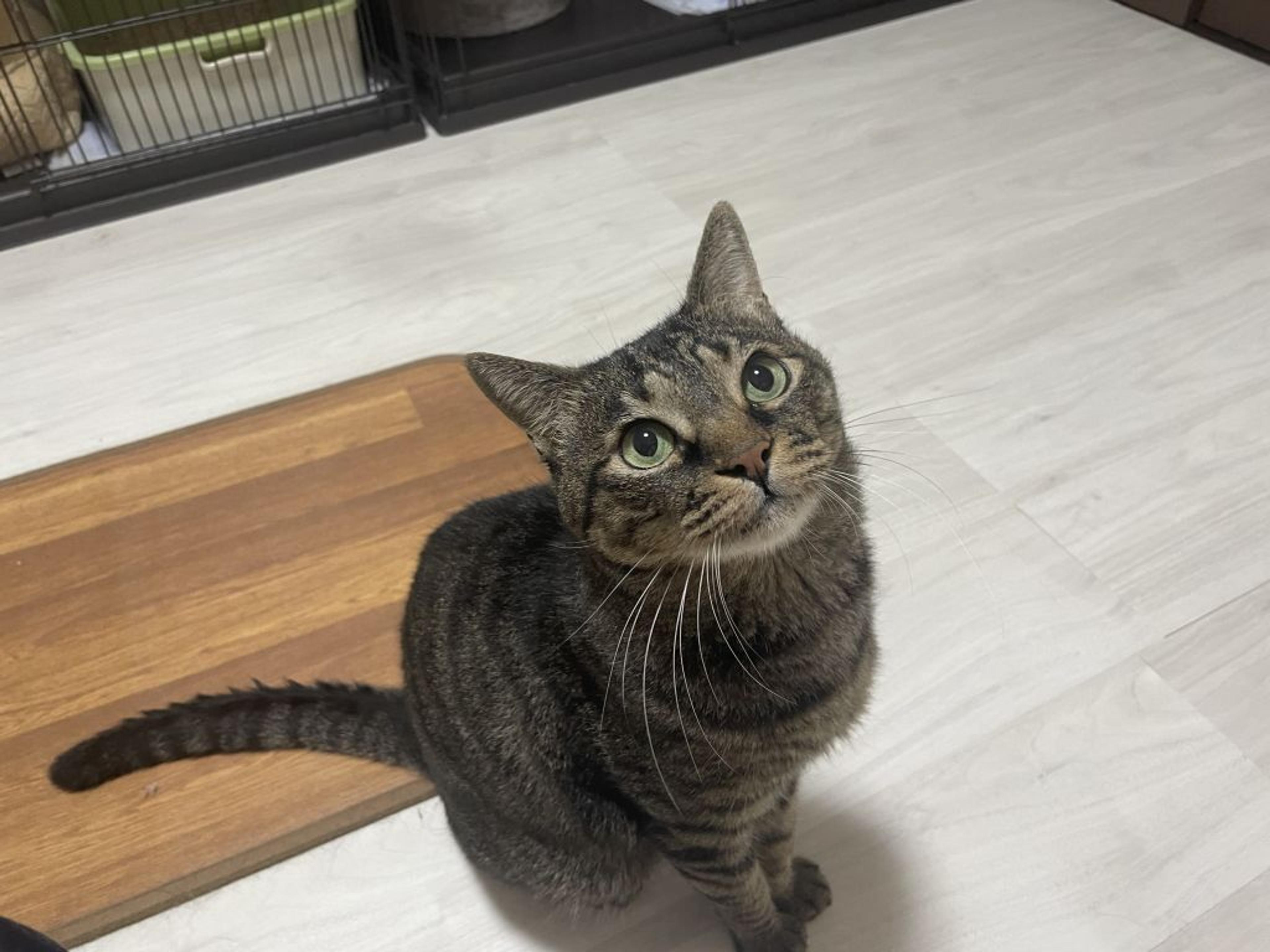 pet-image-2