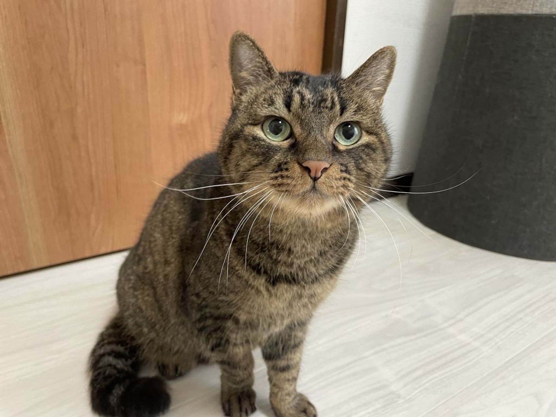 雑種（ミックス猫）・オスの里親募集の写真