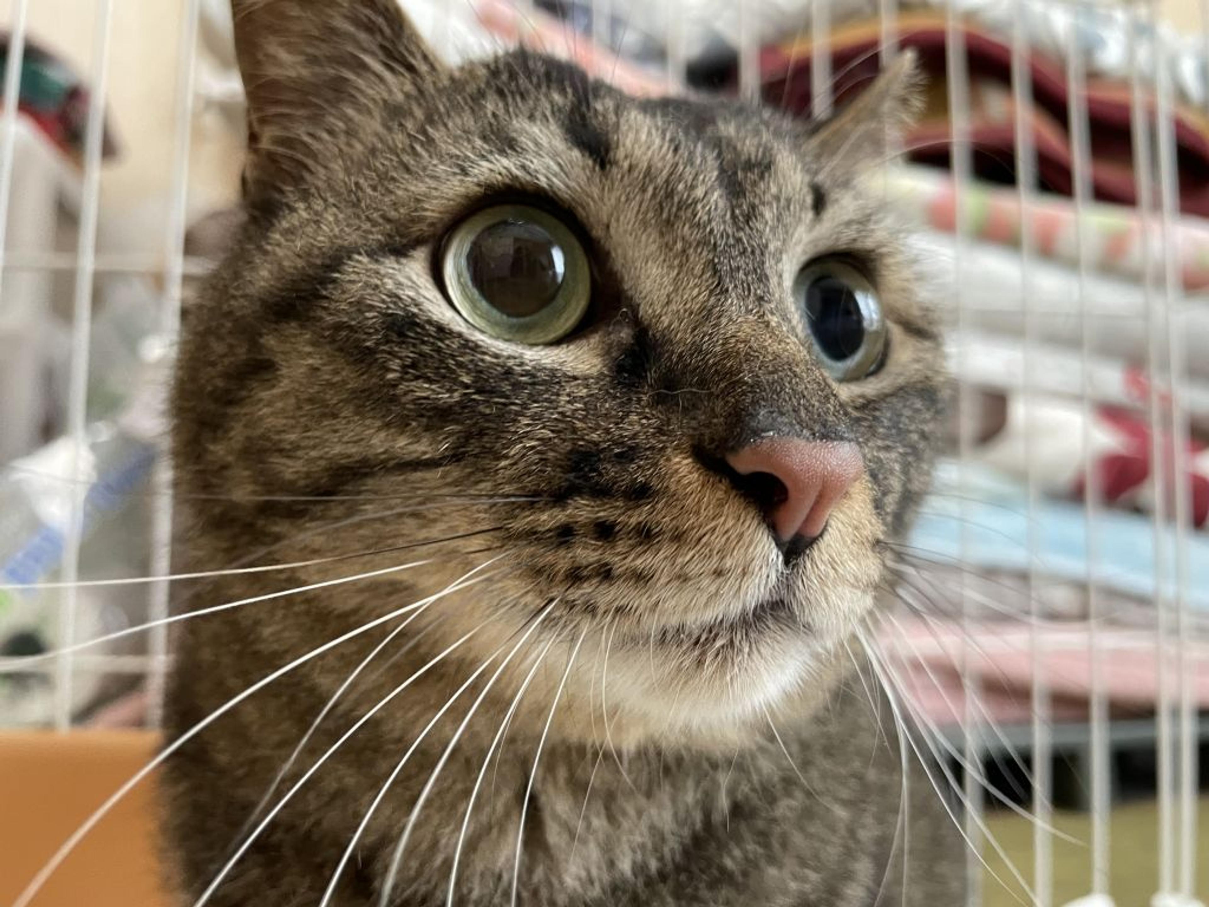 pet-image-6