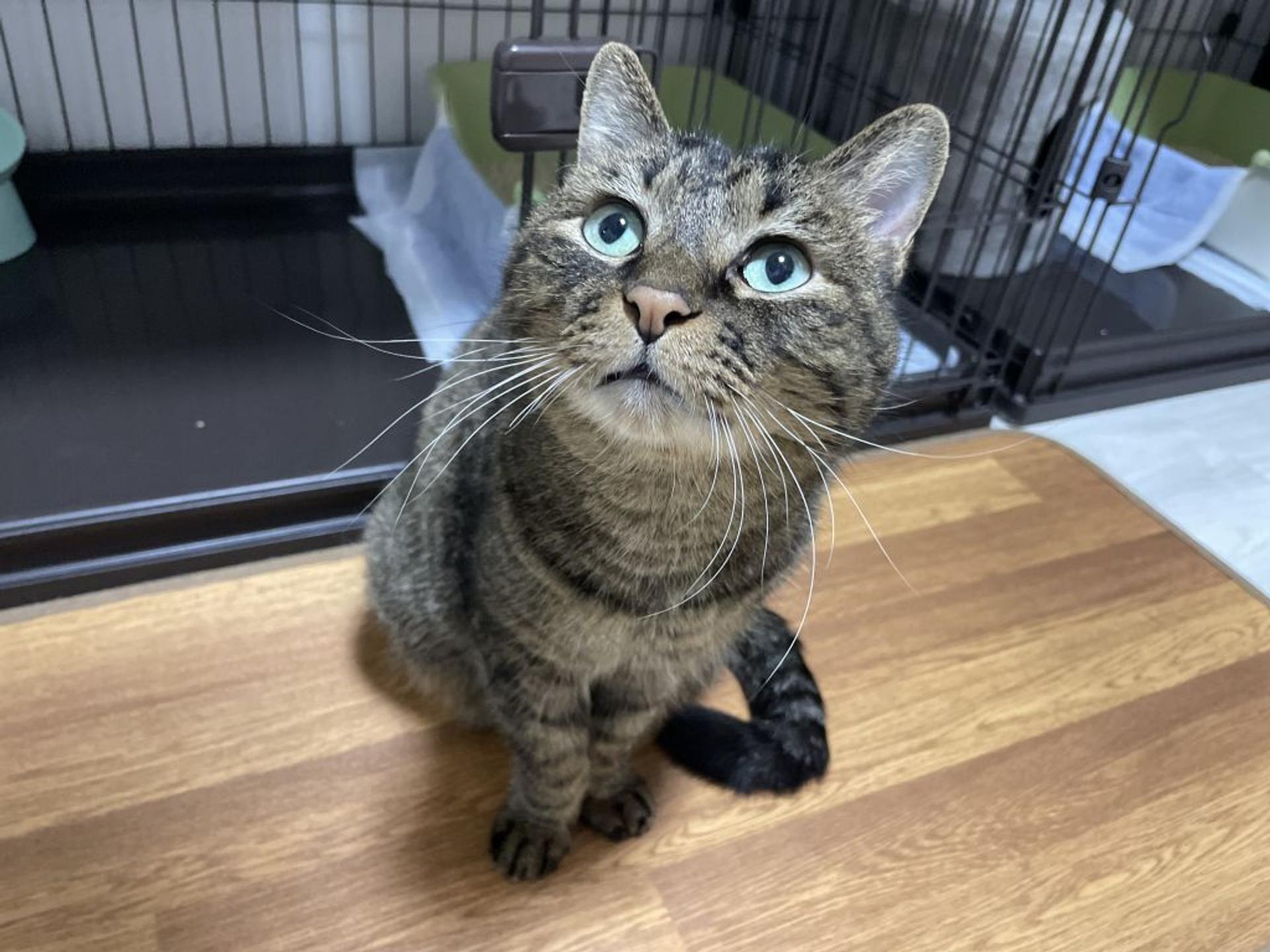 pet-image-2