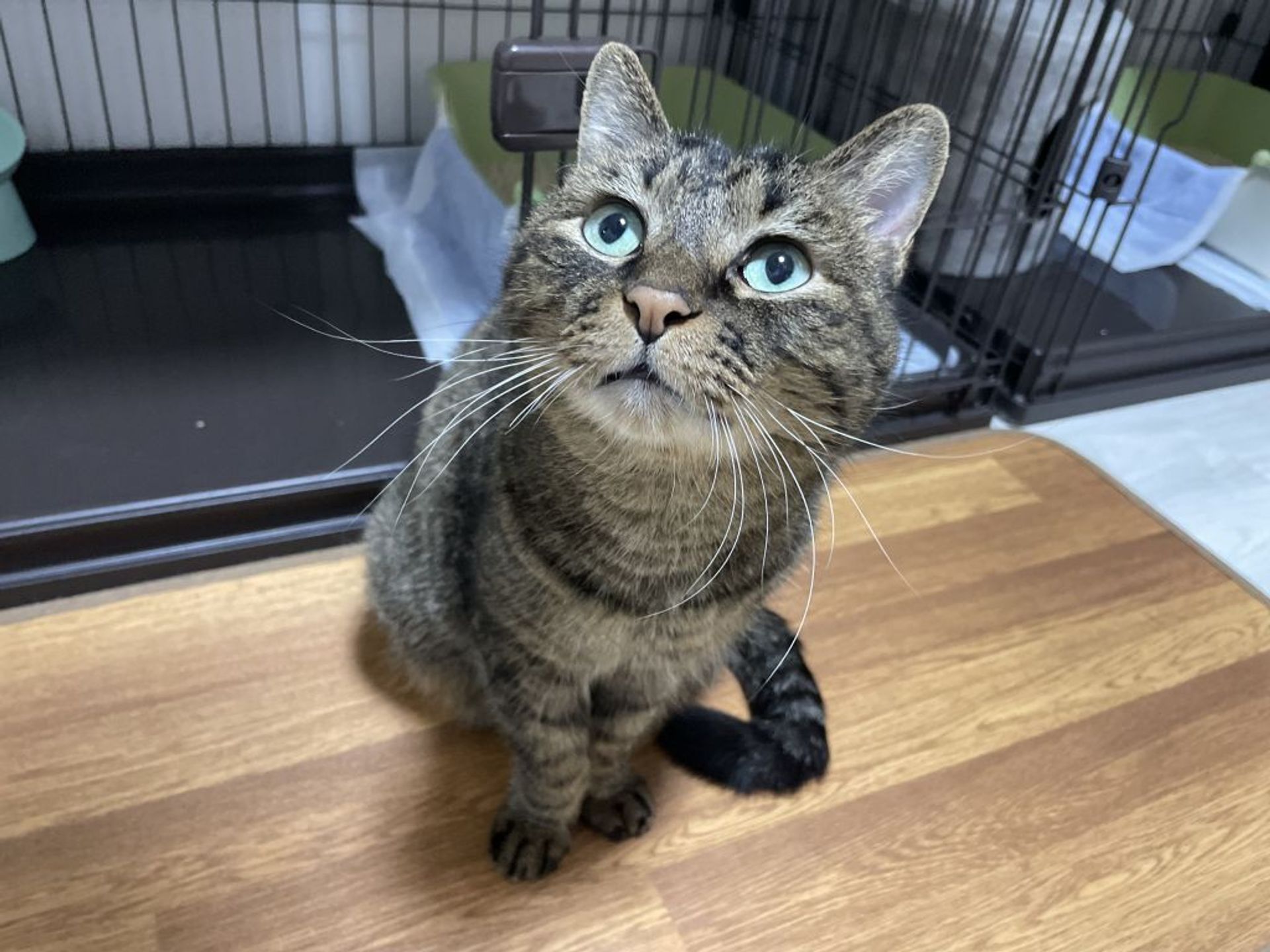 雑種（ミックス猫）・オスの里親募集の写真